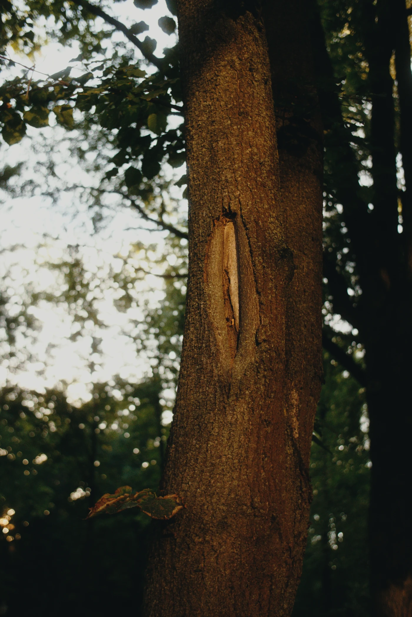 A crack in the trunk of a tree, surrounded by green leaves in a wooded setting.