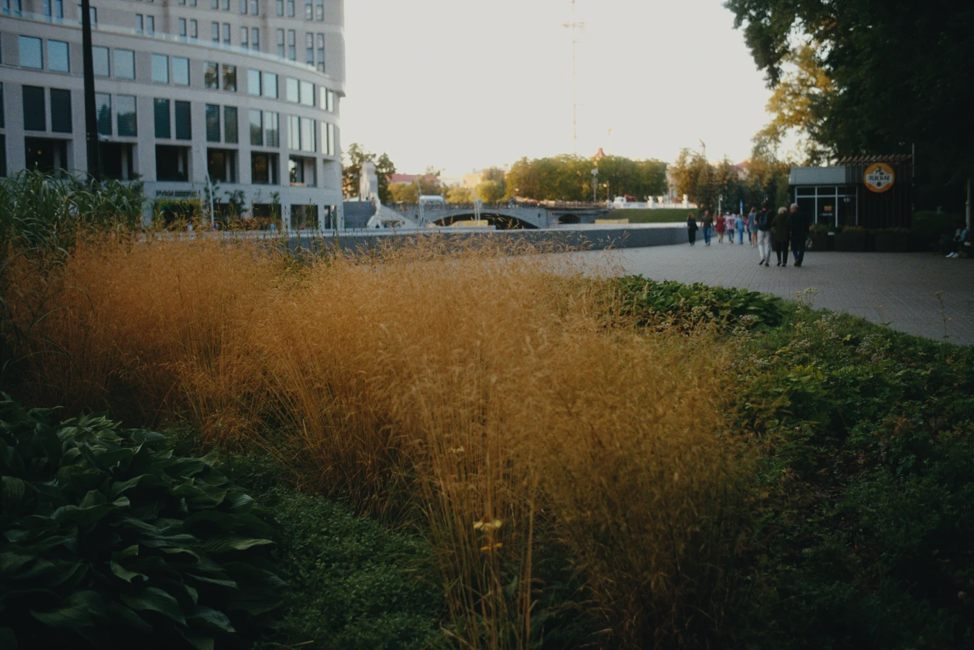 Golden grass in the foreground, with a city street, people, and buildings in the background.