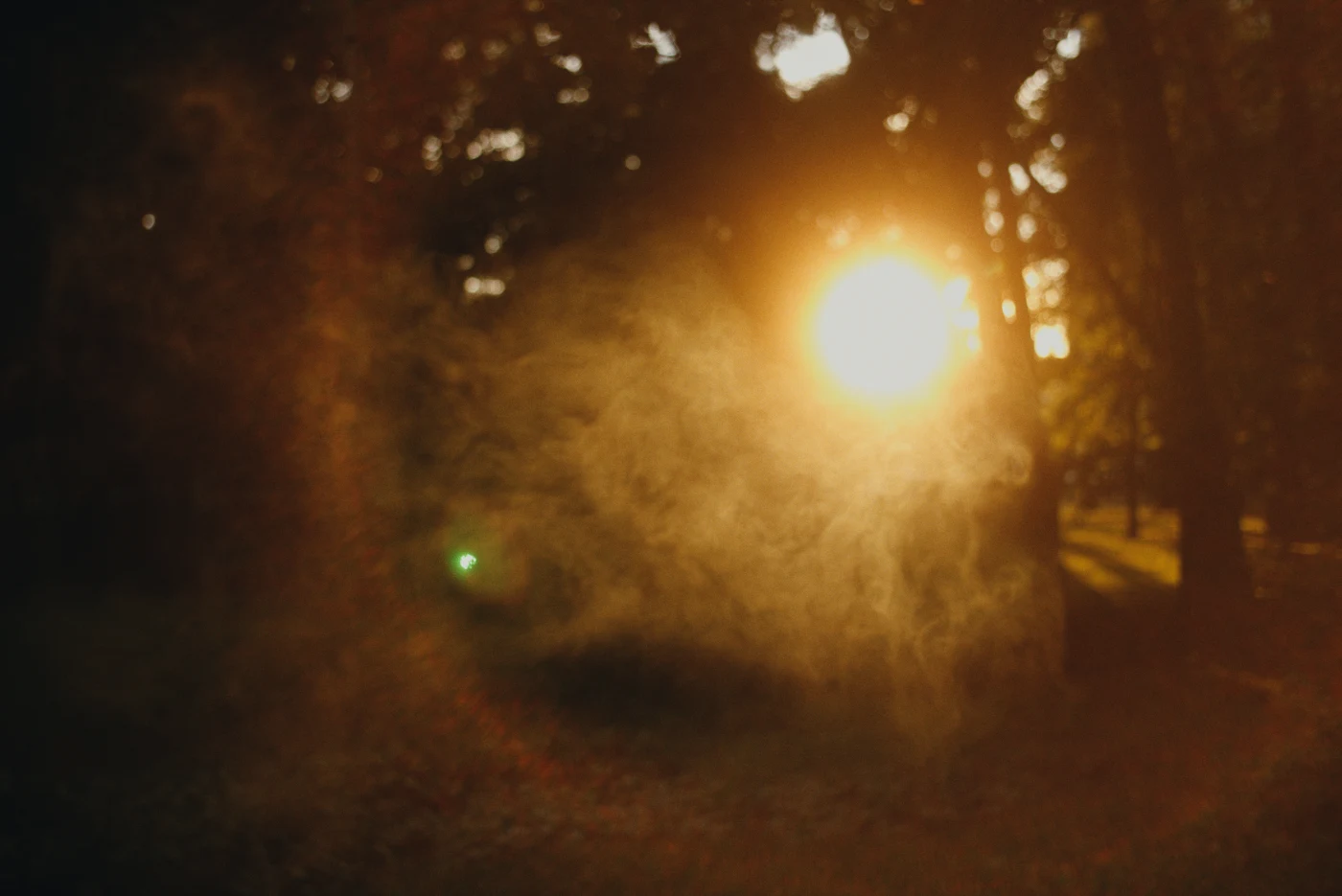 Sunlight filters through the trees, creating a mysterious and intimate atmosphere. Mist fills the space.