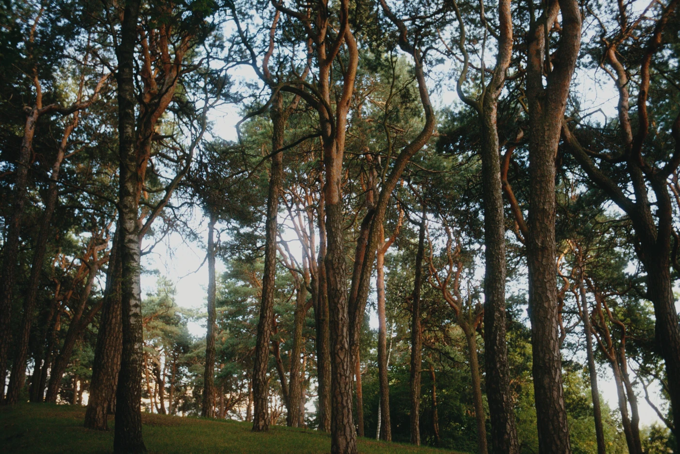 A pine forest with tall trees in the evening light.