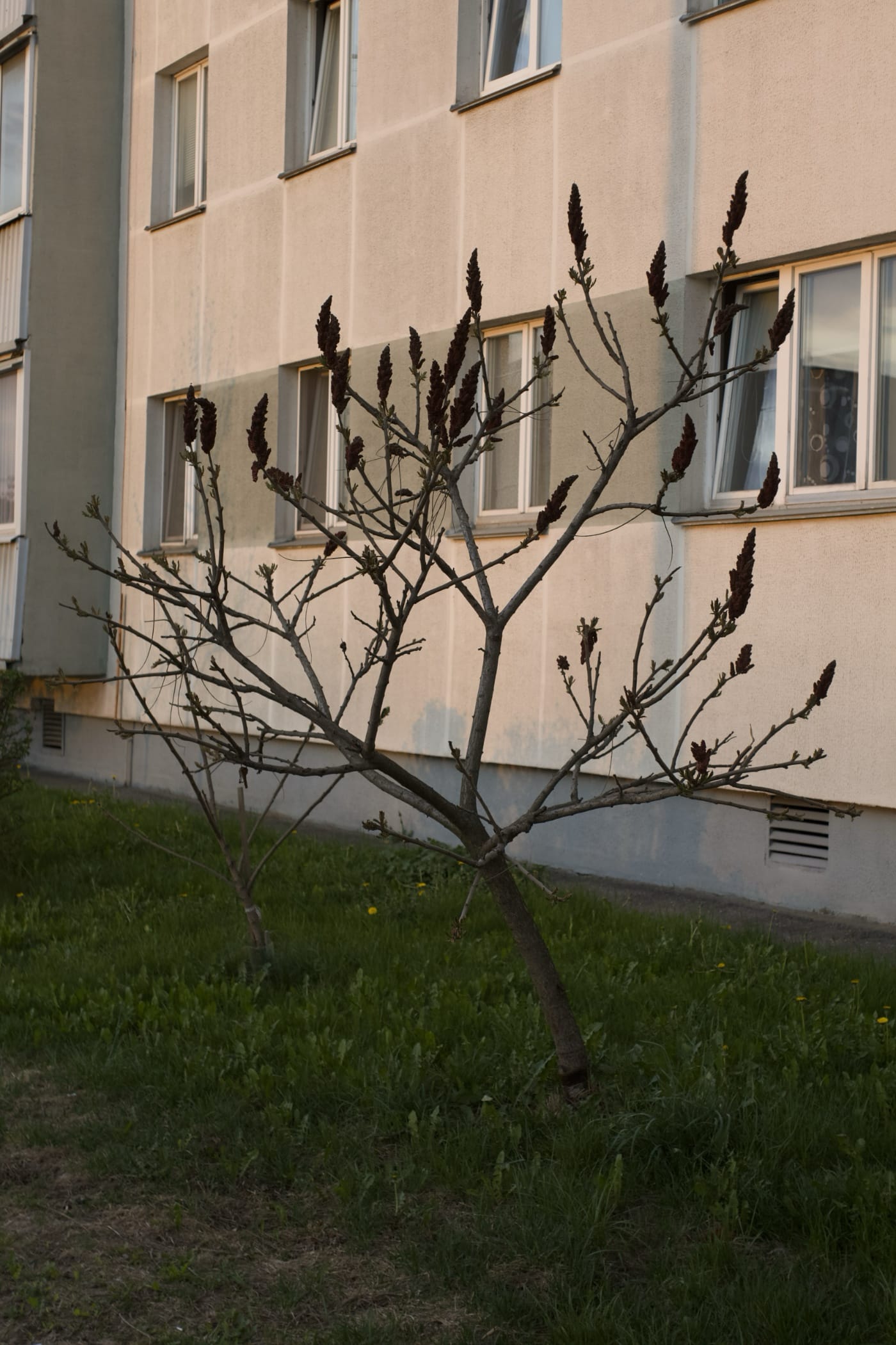 Весеннее дерево на фоне дома