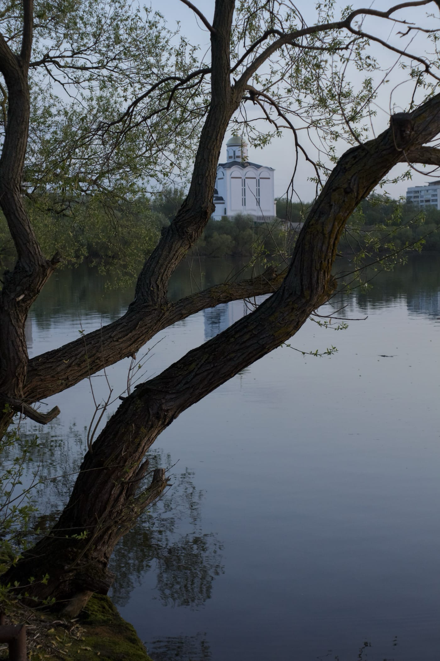 Дерево возле воды на закате