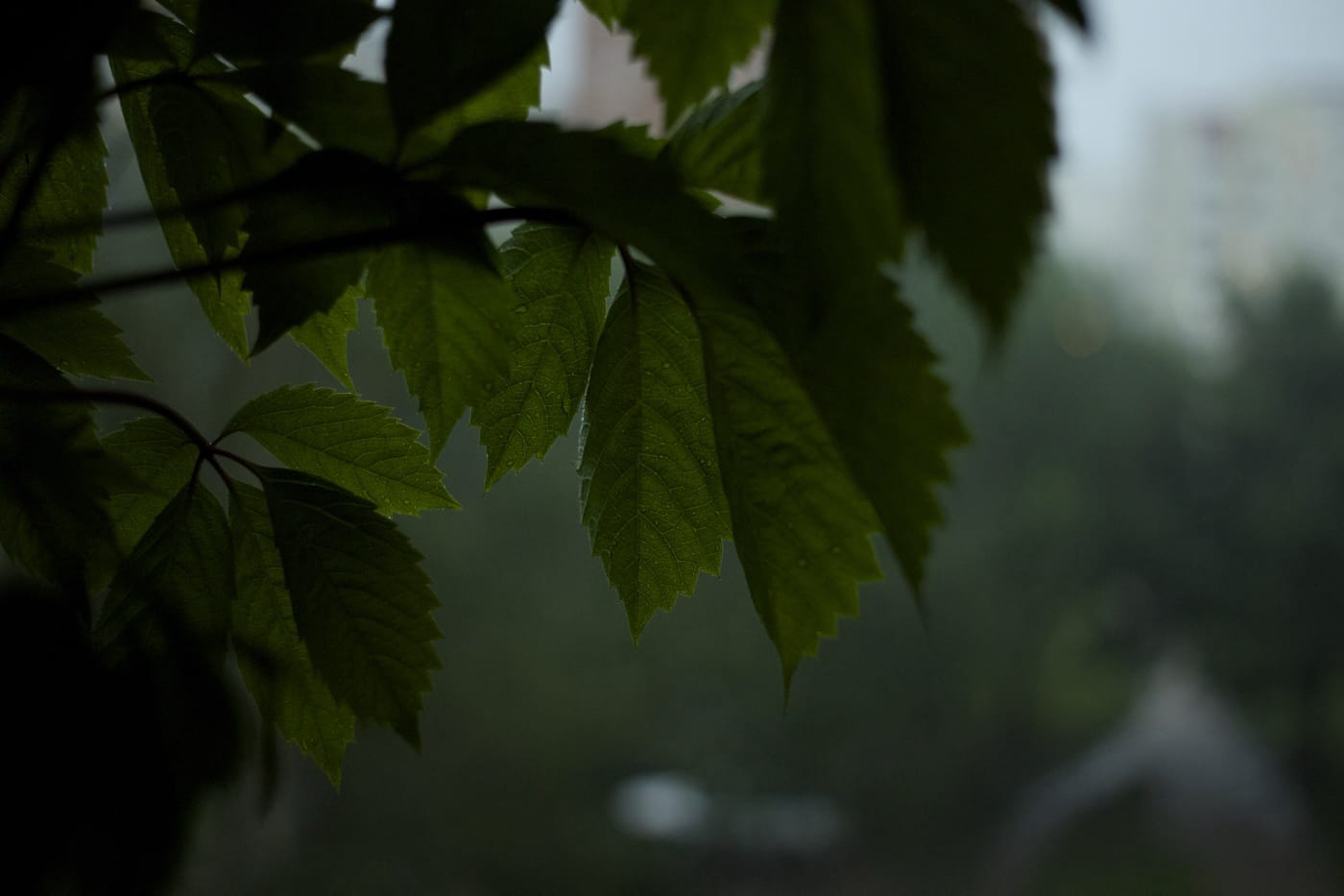Grape Leaves Against the Background of a Cloudy Evening City