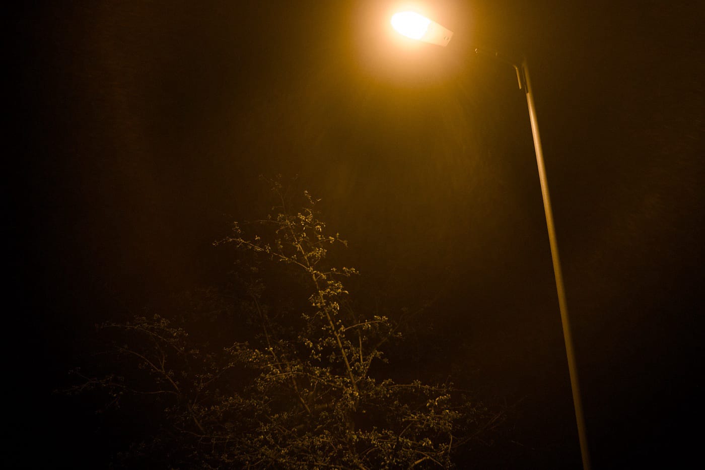 Night Lantern and Tree