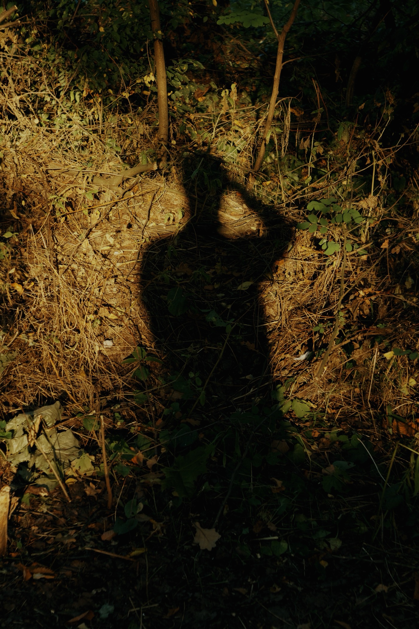 Тень человека на фоне земли и растительности, освещённой солнечными лучами.