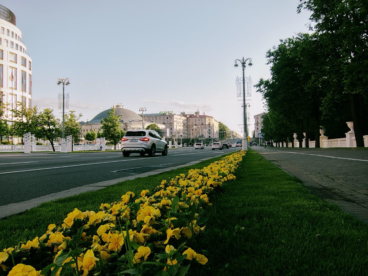 Жёлтые цветы на проспекте в Минске