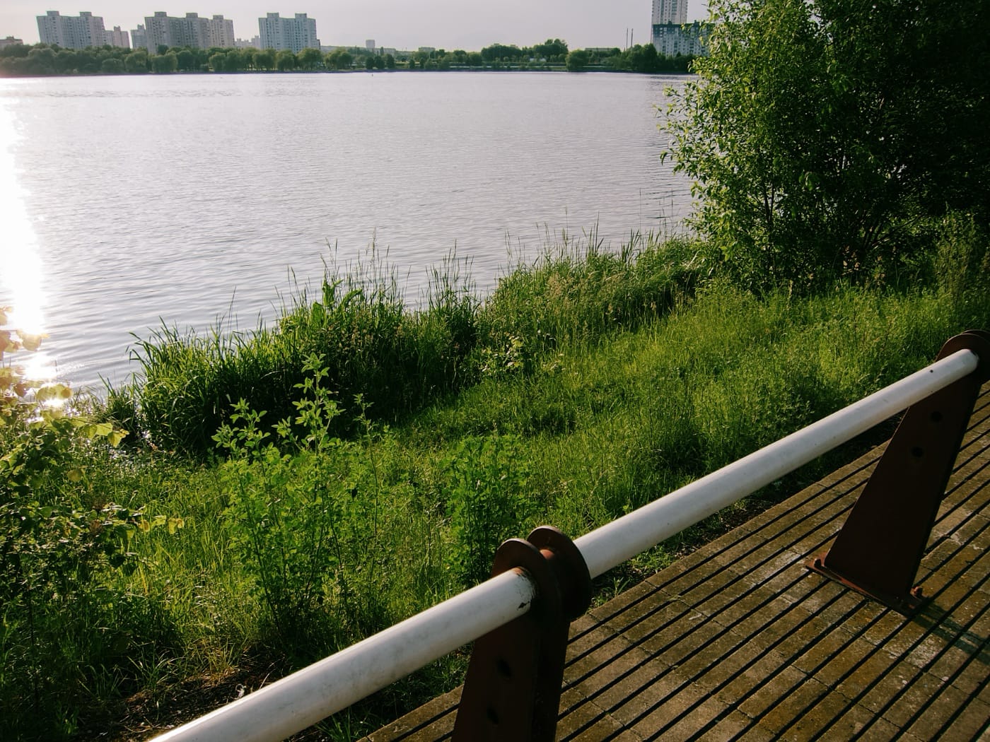 Зелень на берегу Чижовского водохранилища в Минске