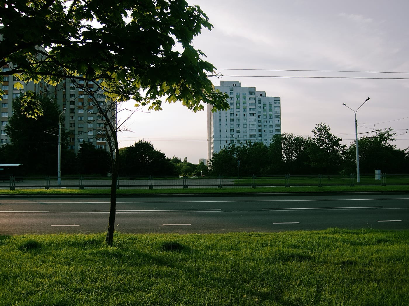 Дерево, дорога, многоэтажки на закате в Чижовке