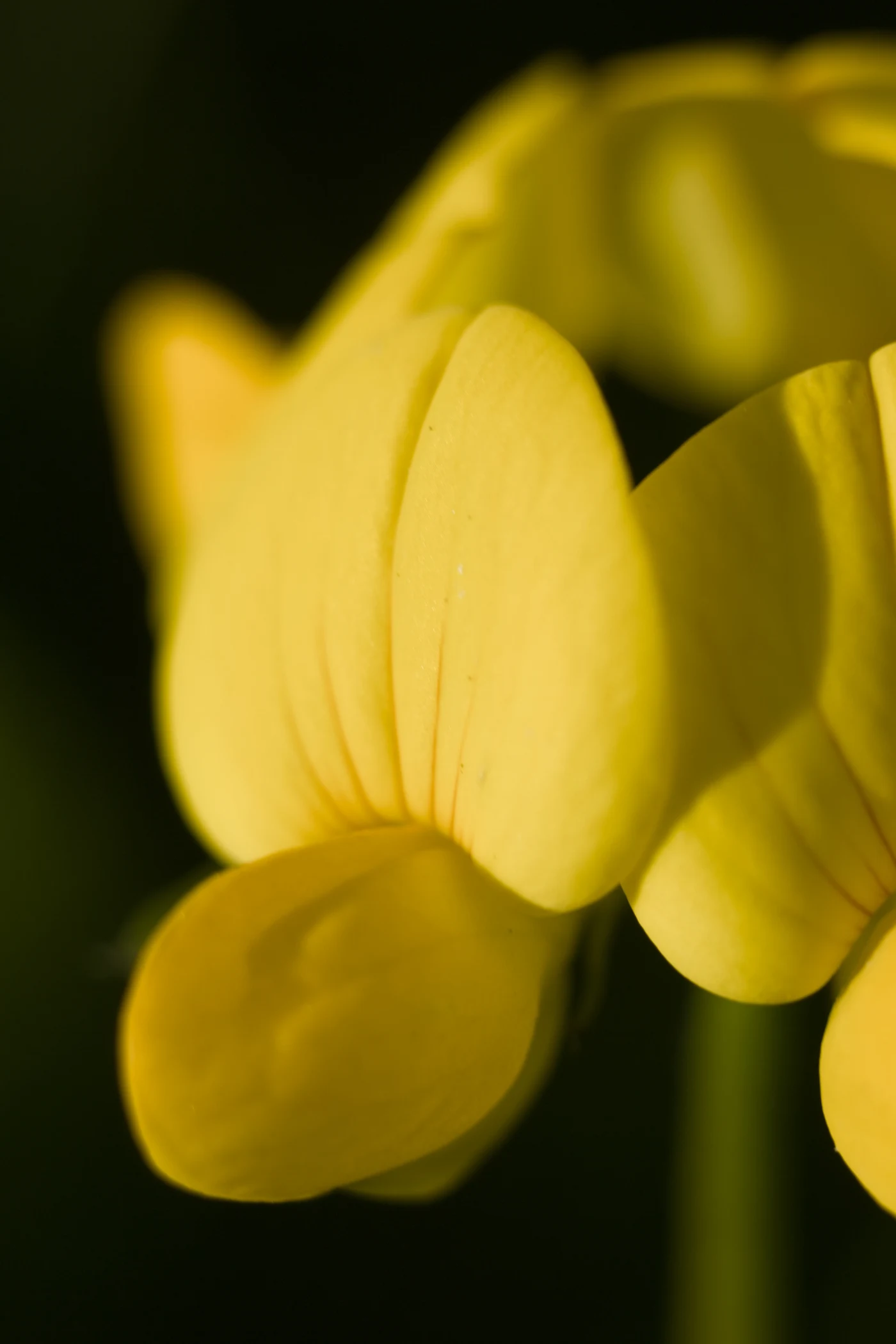 Yellow flower with delicate petals against a dark background.