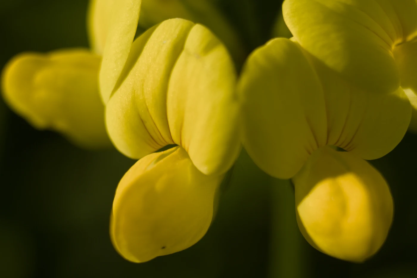 Yellow flowers with rounded petals against a blurred green background.