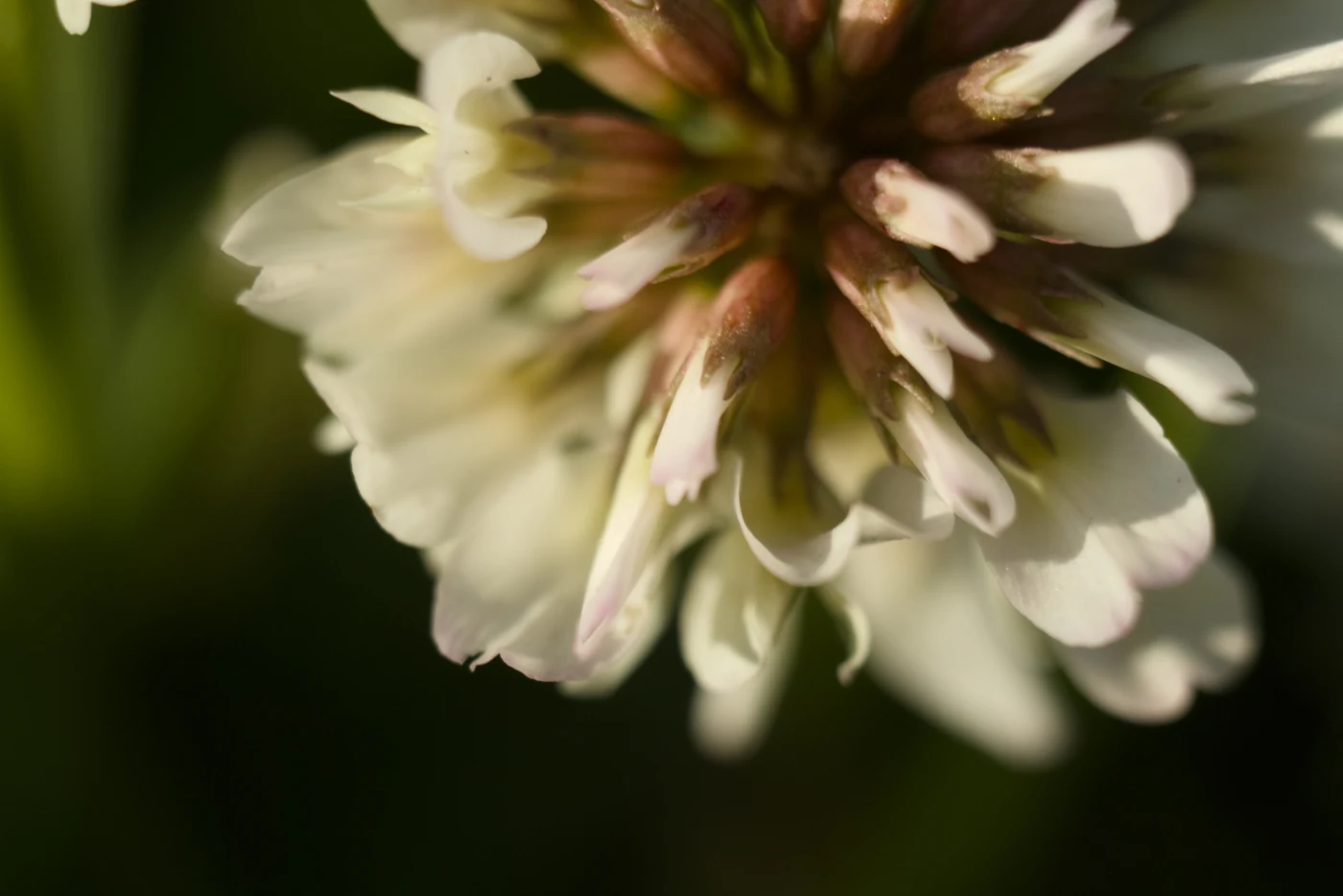 Macro shot of white clover with delicate petals and green tones.