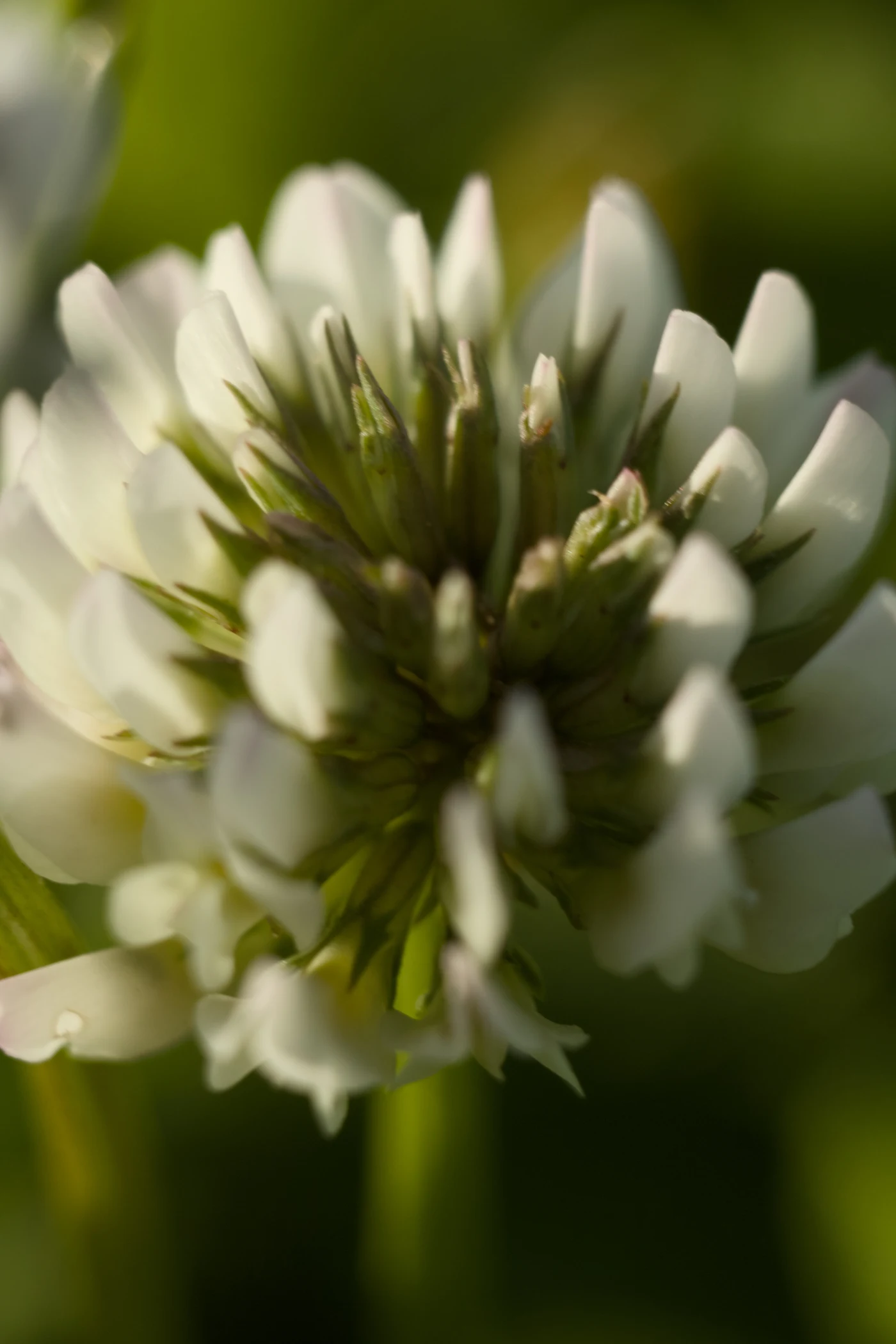 White clover with green leaves, close-up. The flowers have tiny petals and a dense center.