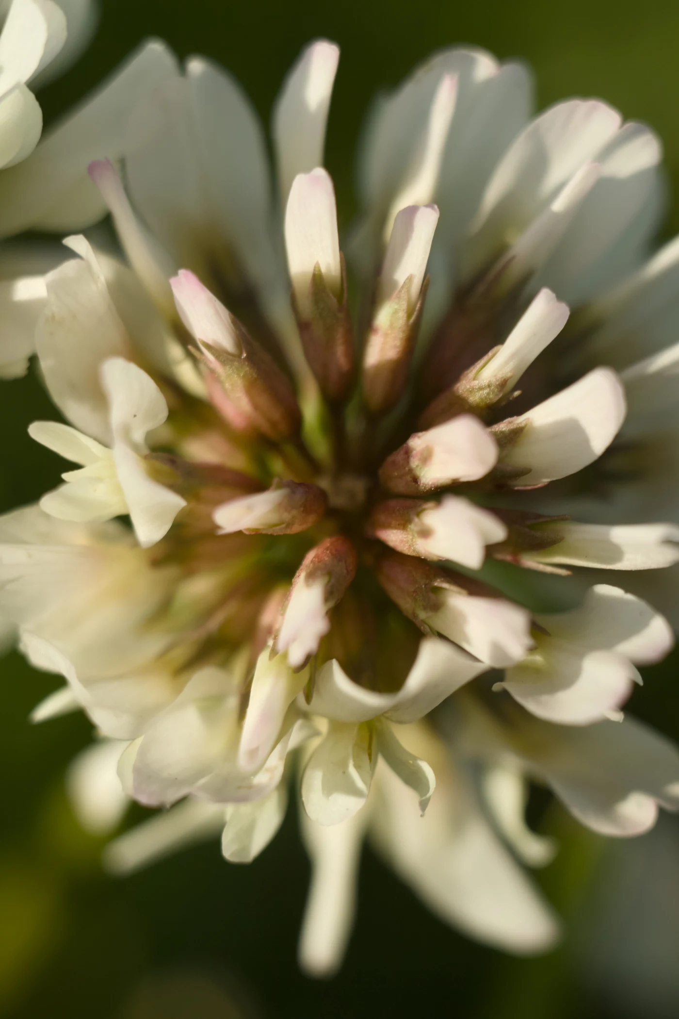 White clover with pink tones in the center, close-up.