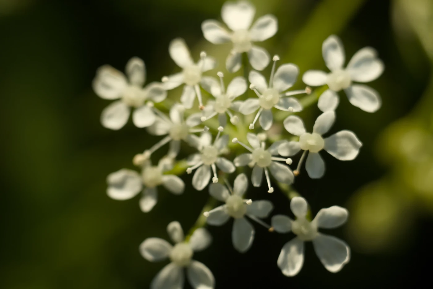 White flowers on a green background, tiny petals with thin stems.