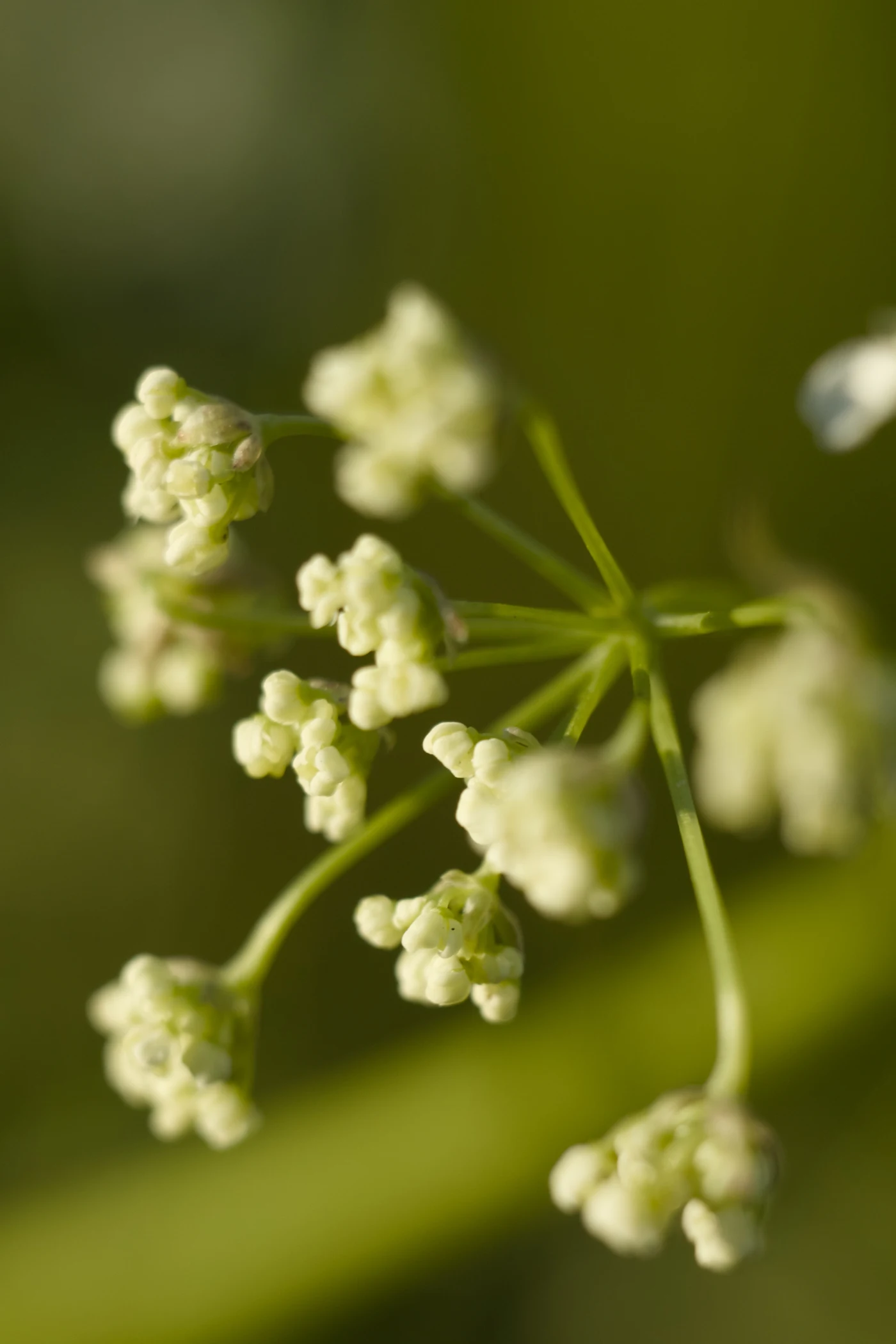 White flowers with small buds against green leaves.