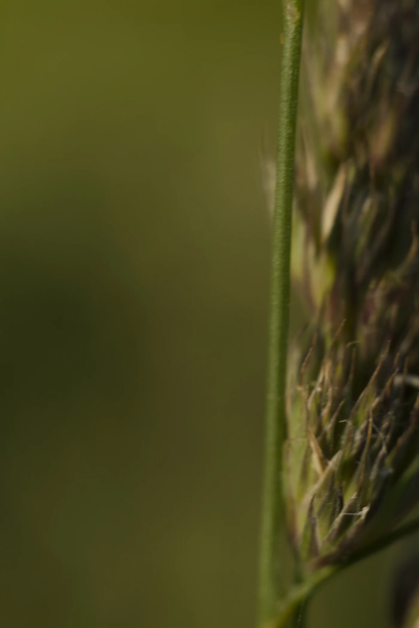 Macro shot of a plant stem with green leaves against a blurred background.