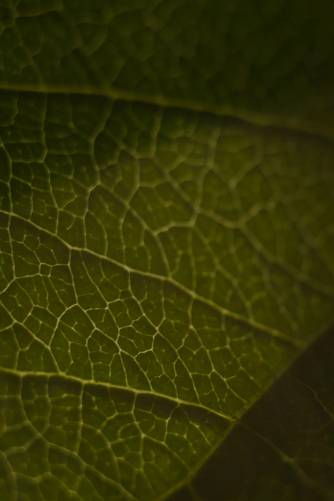 Macro shot of a leaf with clearly visible texture and veins. Thin lines form an intricate pattern on a green background.