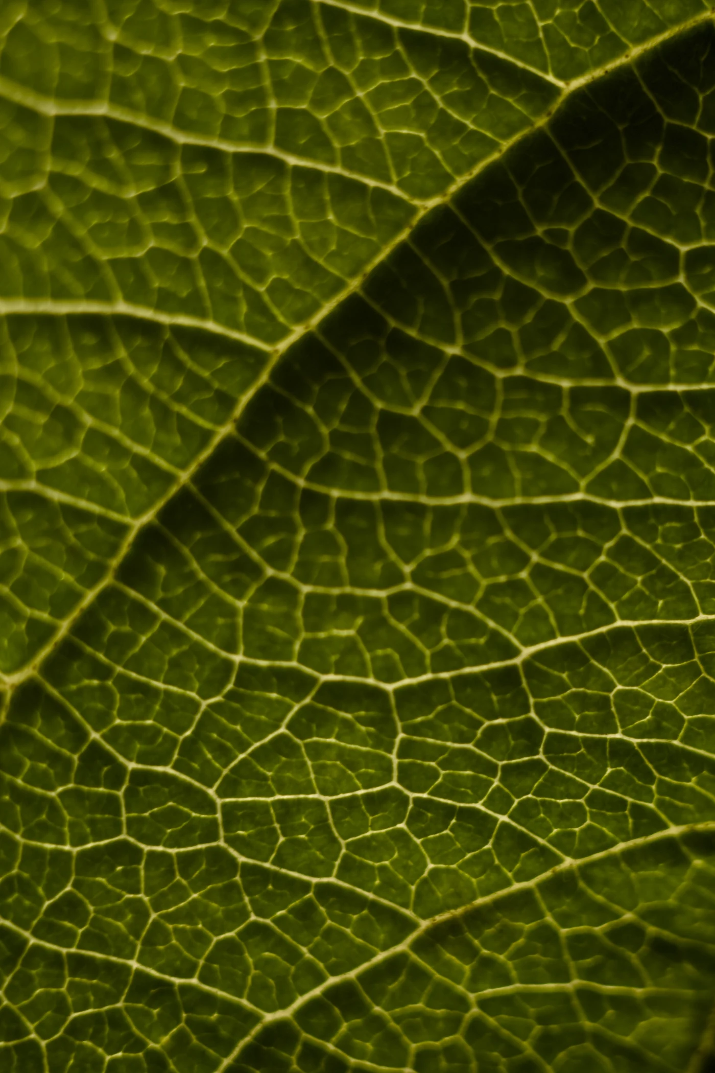 Macro shot of a green leaf with clearly visible texture and veins.