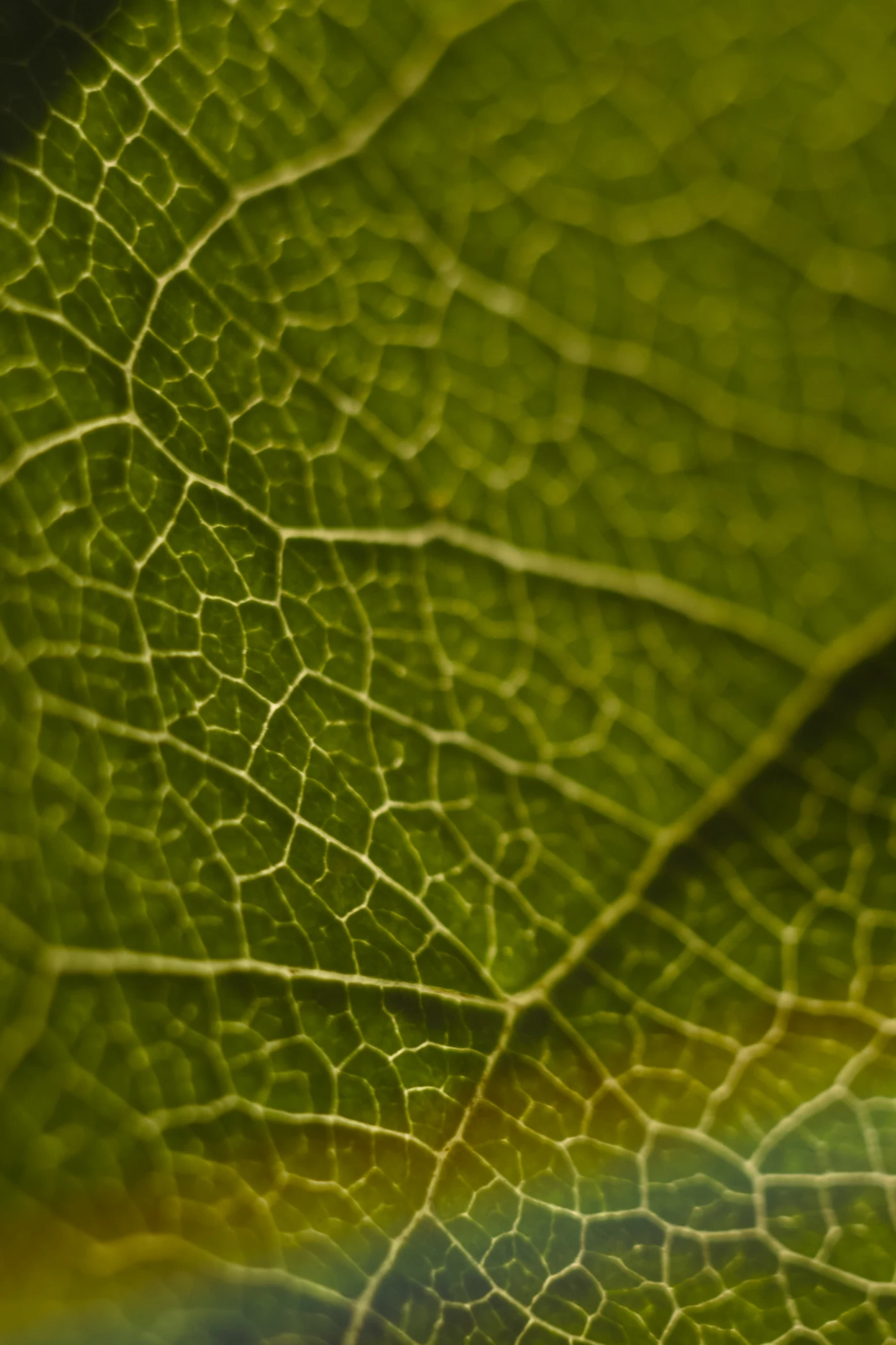 Macro shot of a leaf with detailed texture and veins.