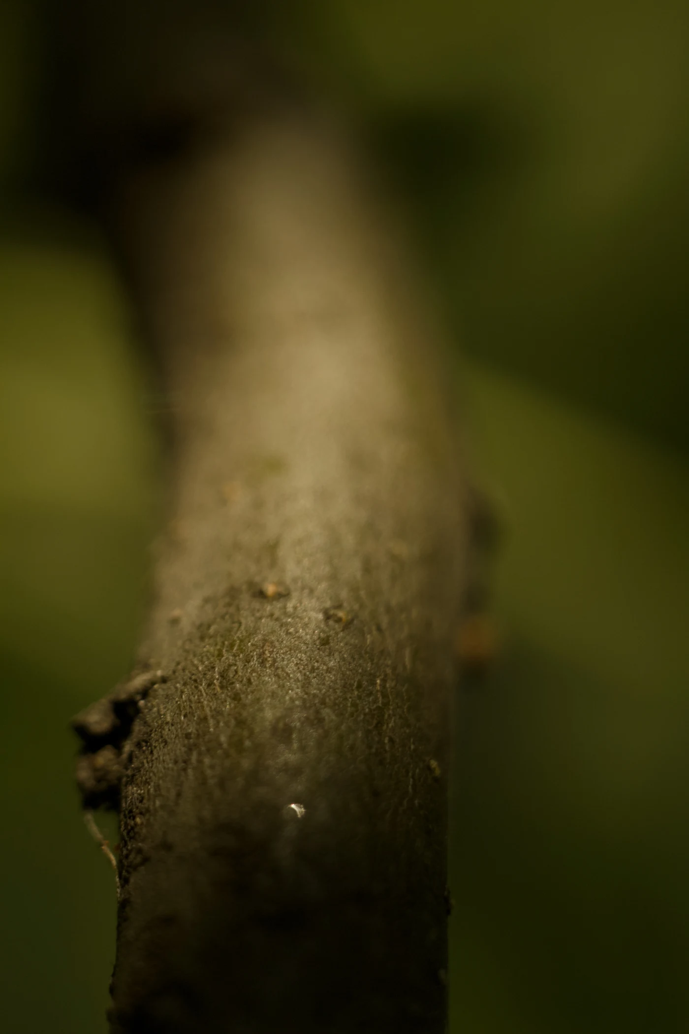 Blurred tree trunk against green foliage.