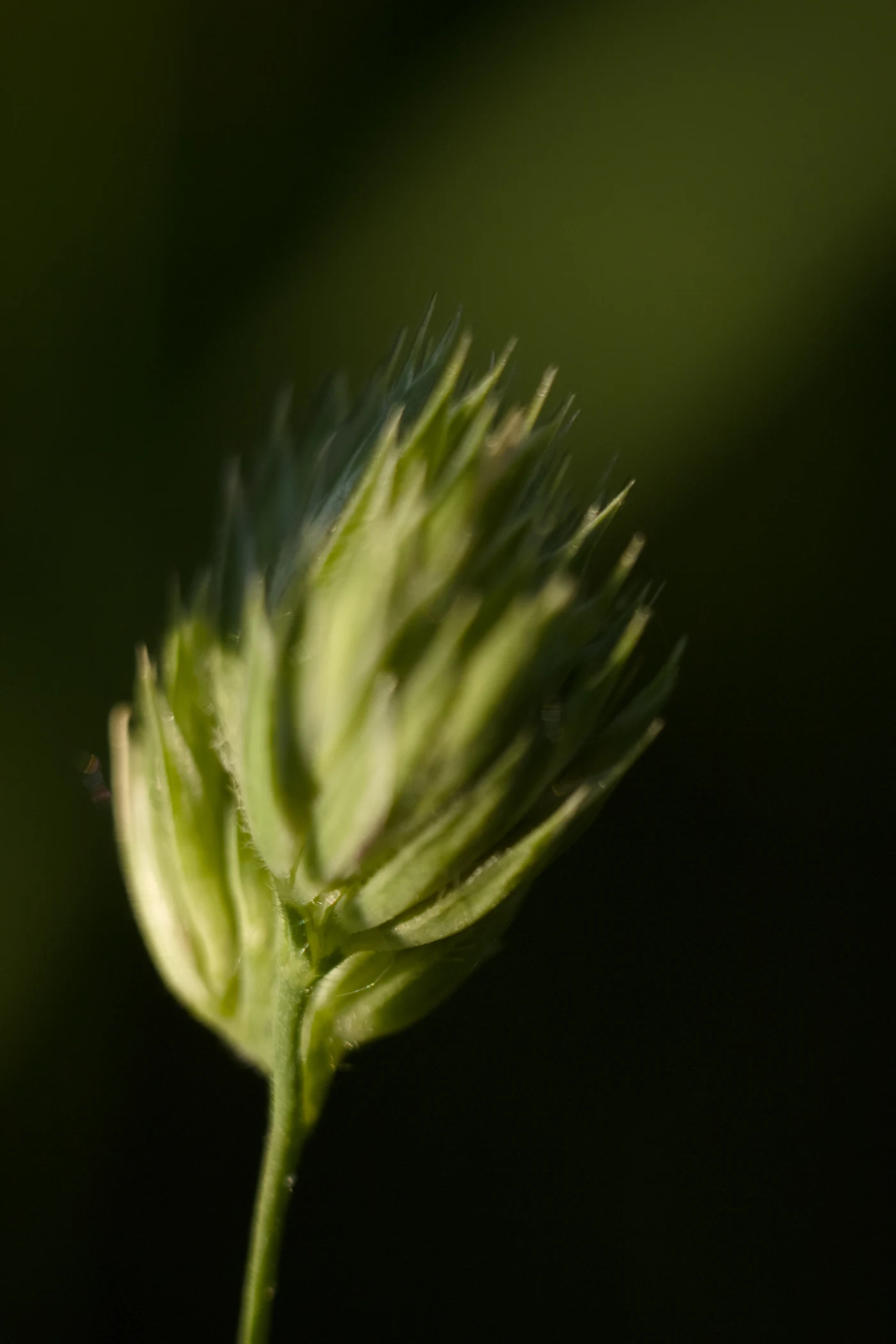 Green plant bud against a dark background.
