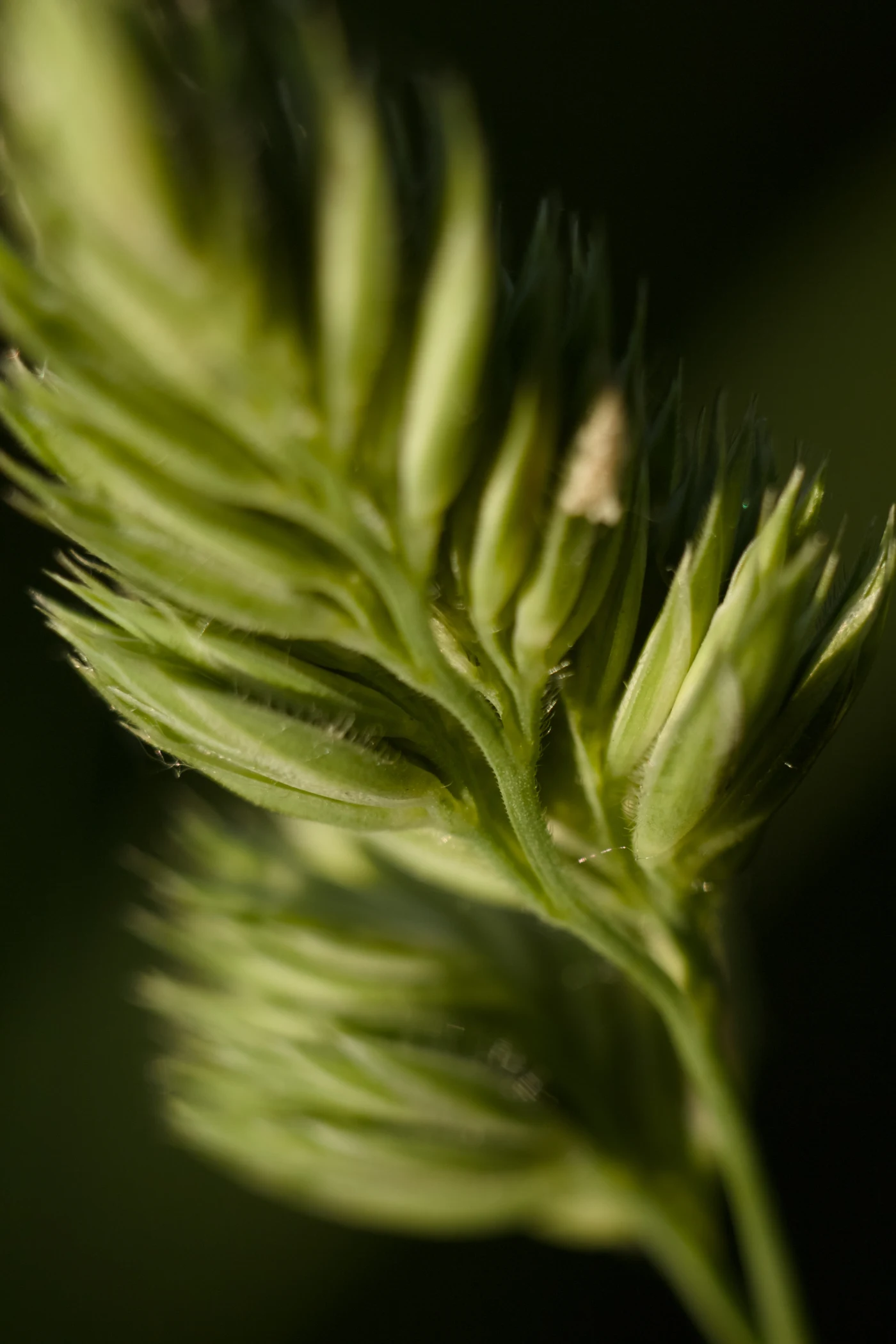 Macro shot of a green grass head with thin, sharp leaves against a dark background.