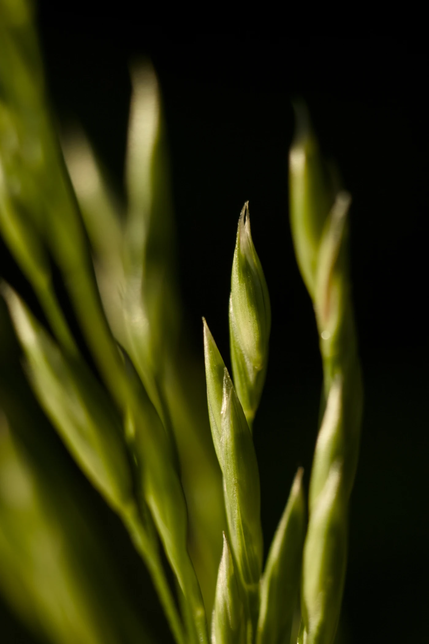 Green plant shoots against a dark background, close-up.