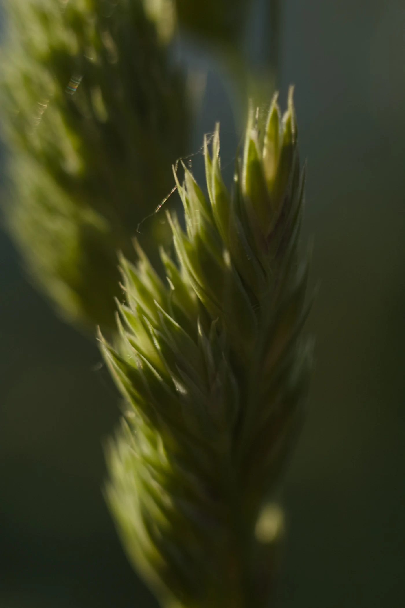 Macro shot of green grass heads against a blurred background.