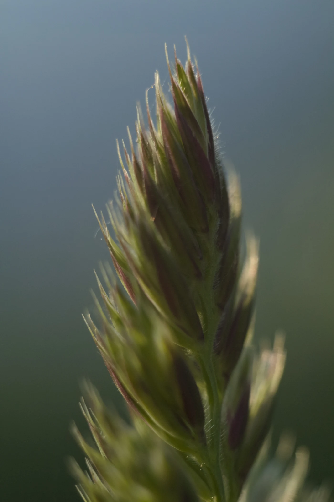 Macro shot of a grass head with green and purple tones against a blurred sky.