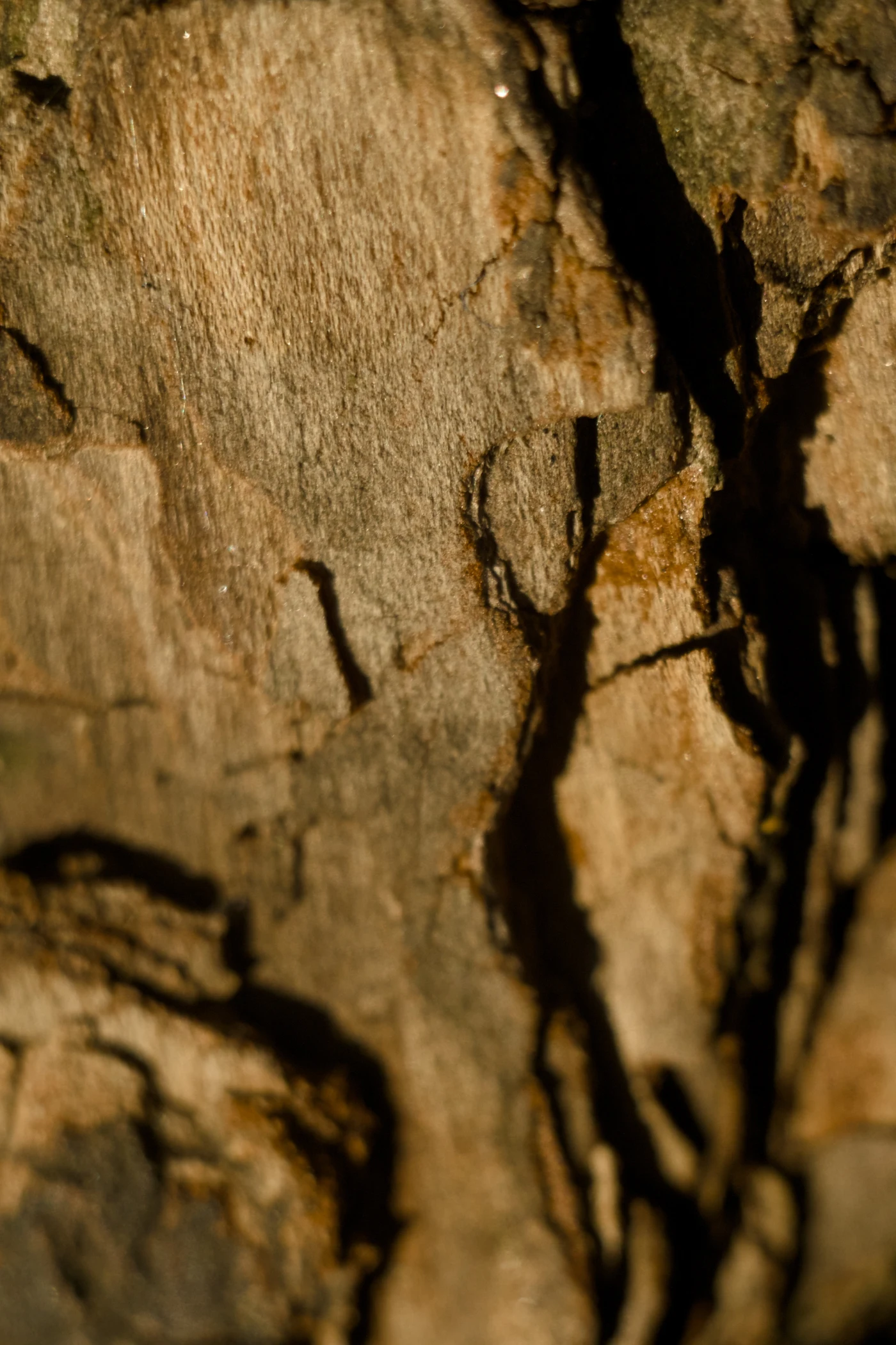 Texture of tree bark with cracks and irregularities, a play of light and shadow.