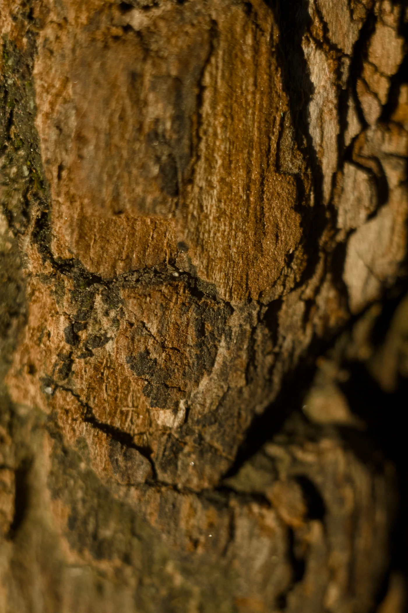 Texture of tree bark with visible cracks and irregularities, warm brown and gray tones.