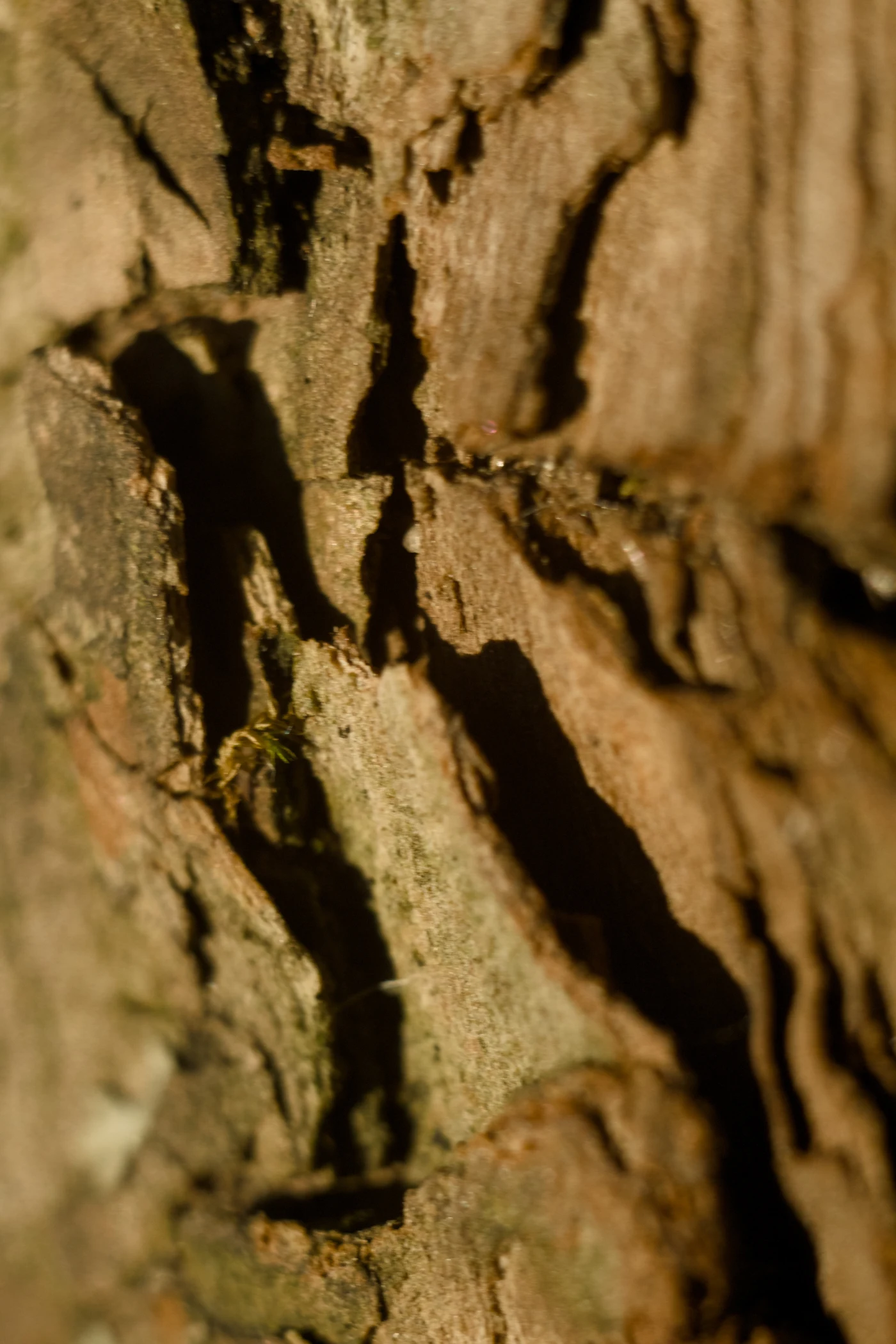 Tree bark texture with cracks and irregularities; light and shadow create an interesting visual effect.