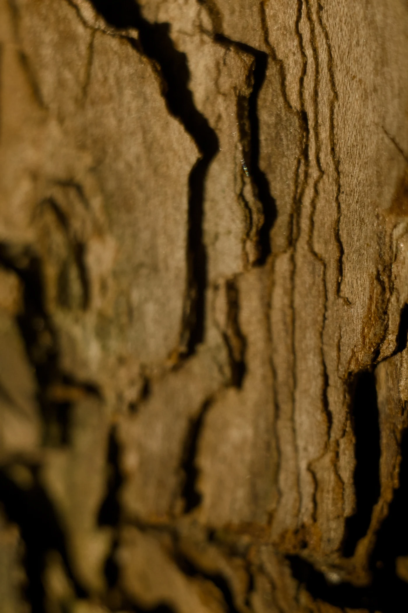 Tree bark texture with clear lines and patterns.
