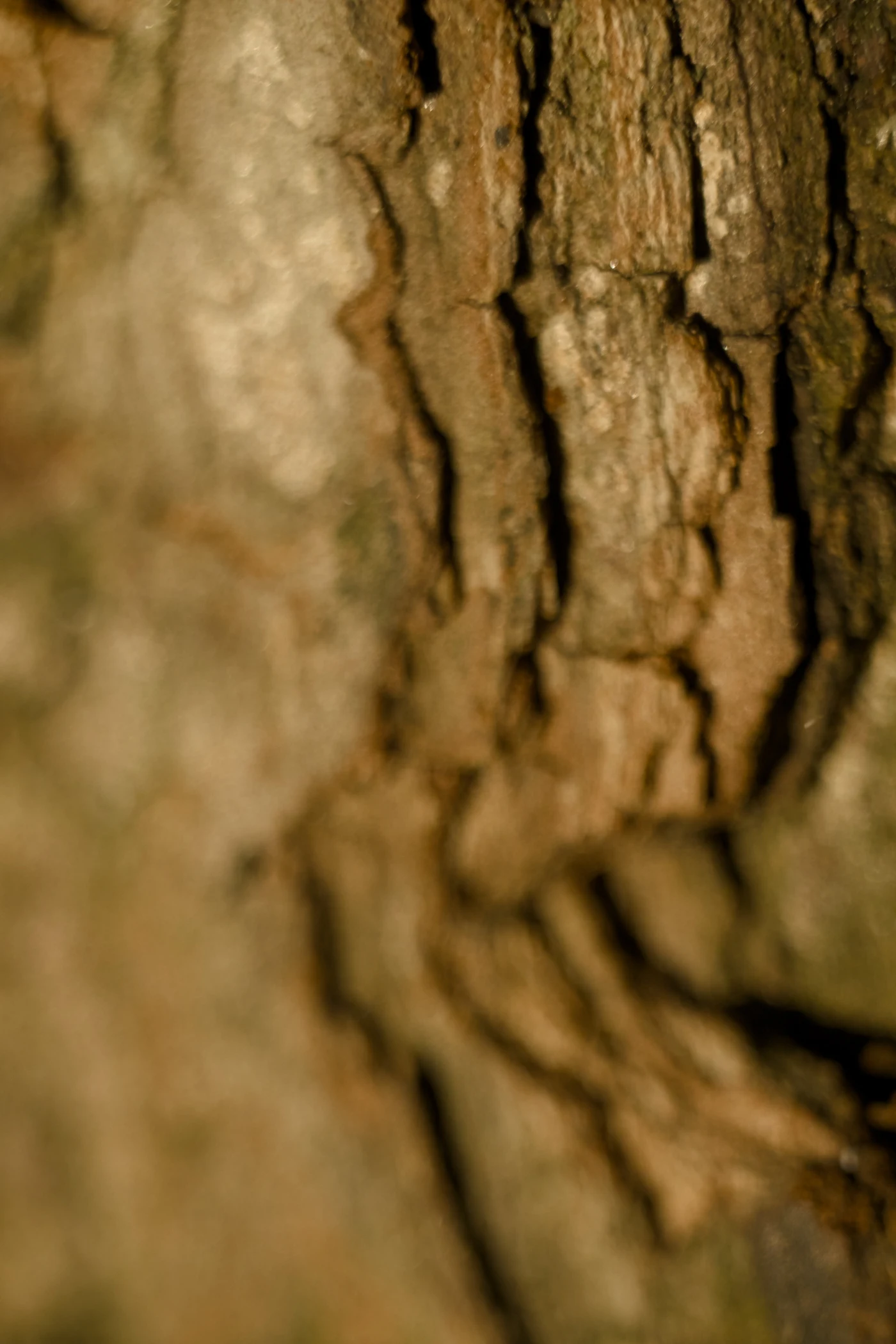 Tree bark texture with clear cracks and irregularities.