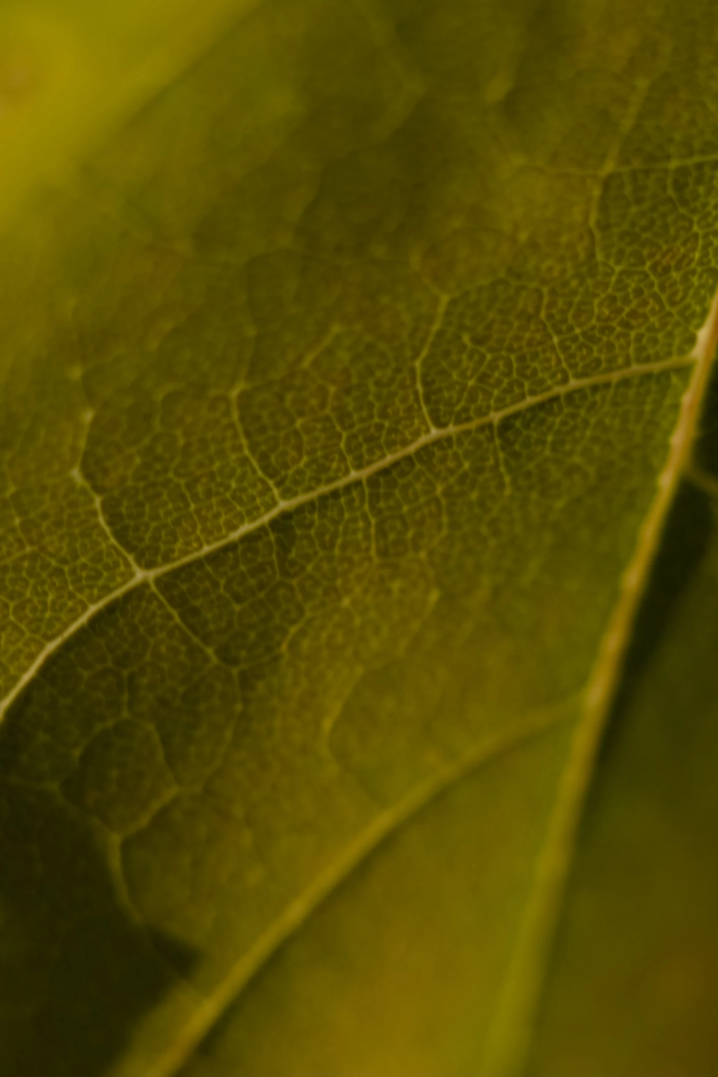 Macro shot of green leaves with clear texture and veins.