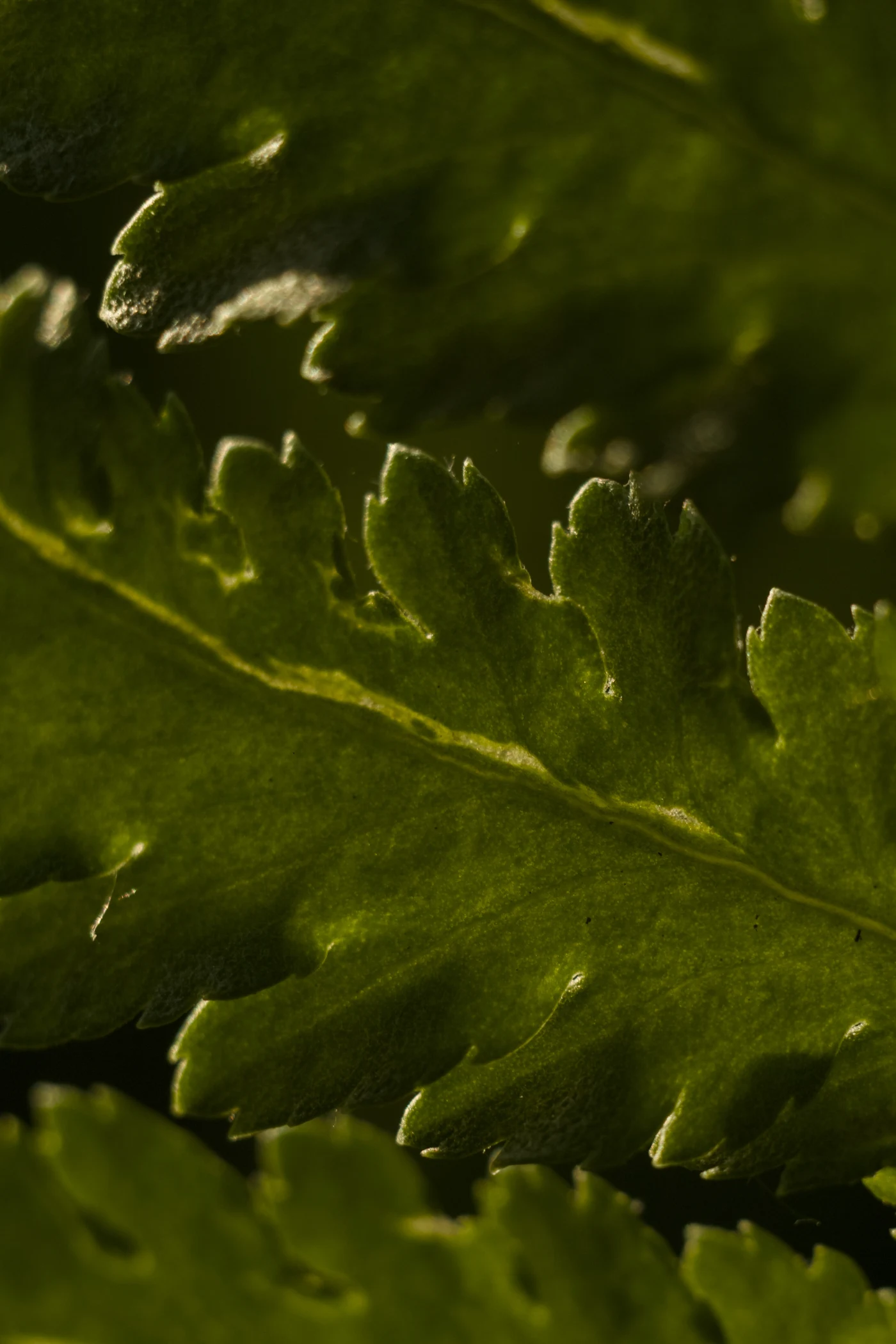 Macro shot of a green fern leaf with pronounced texture.