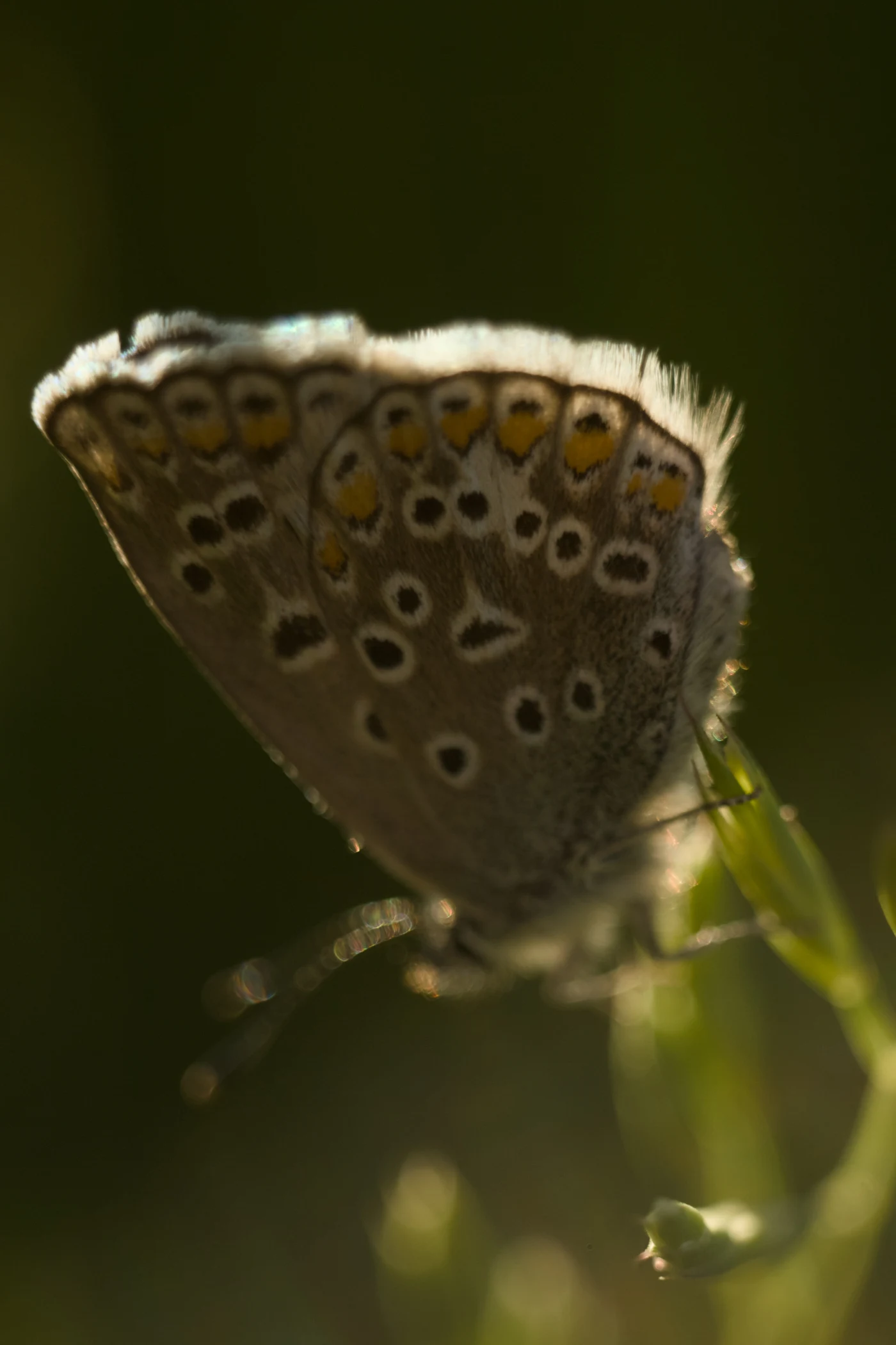 A butterfly with a bright pattern on its wings sits in the grass, lit by soft light.