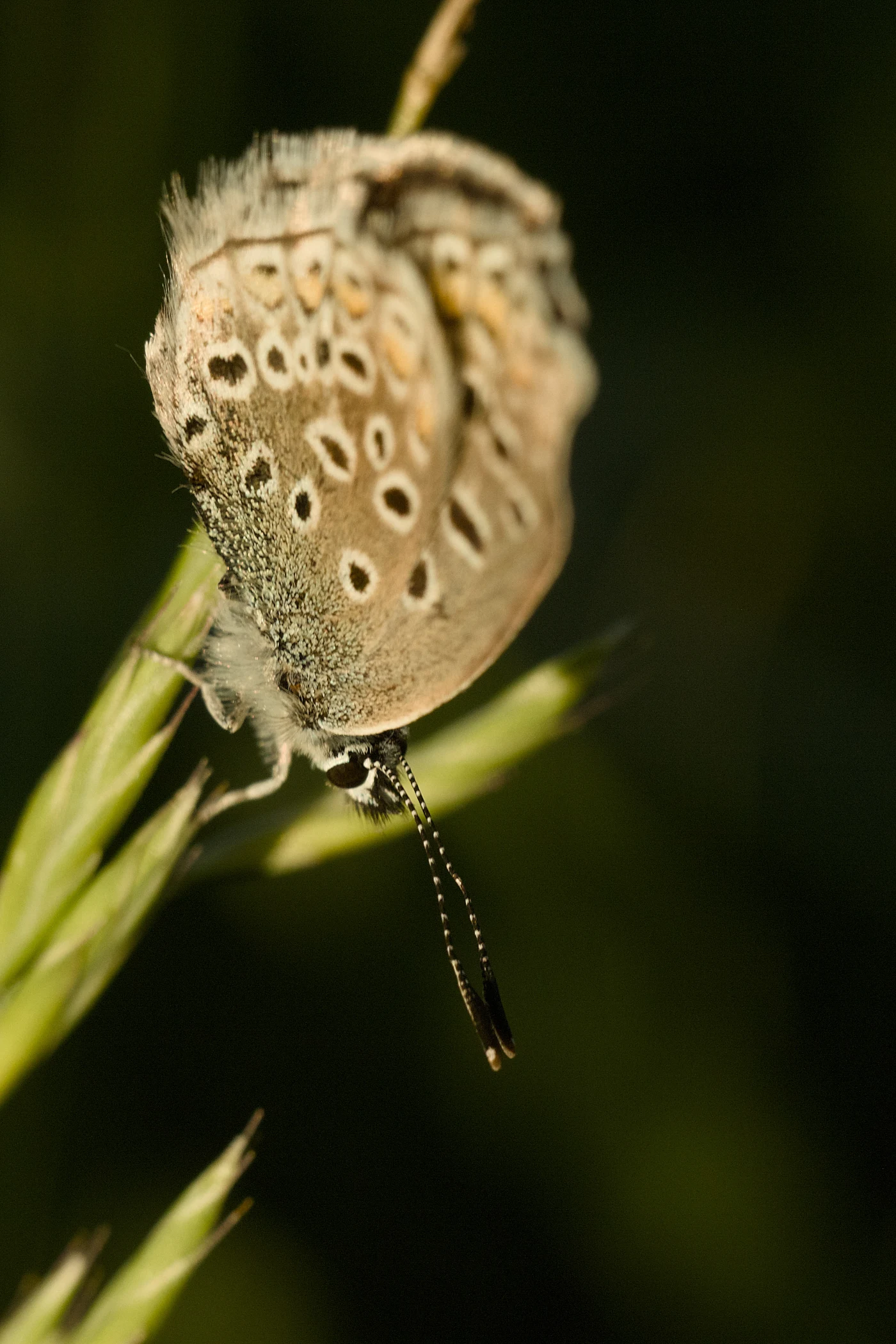 A butterfly with bright wing patterns sits in the grass. The background is blurred, creating a sense of depth.