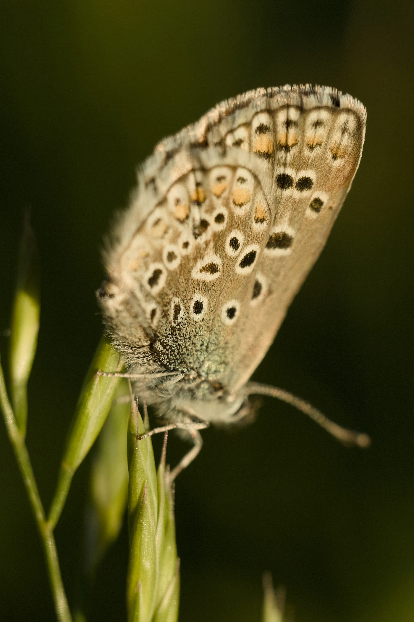 A butterfly with a distinctive wing pattern sits in the grass. The background is blurred, creating a sense of depth.