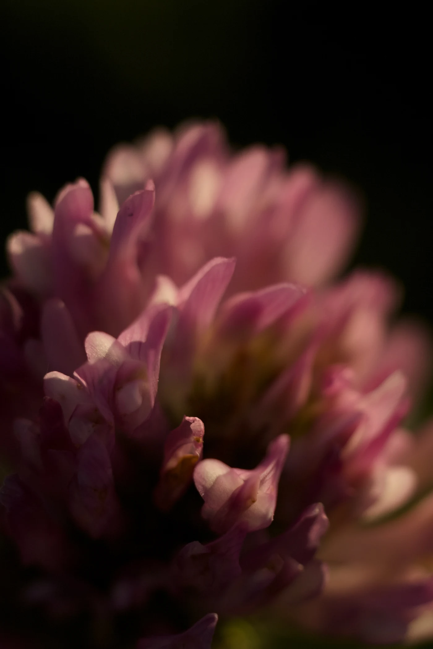 Soft petals of pink clover against a dark background, creating a gentle, cozy atmosphere.
