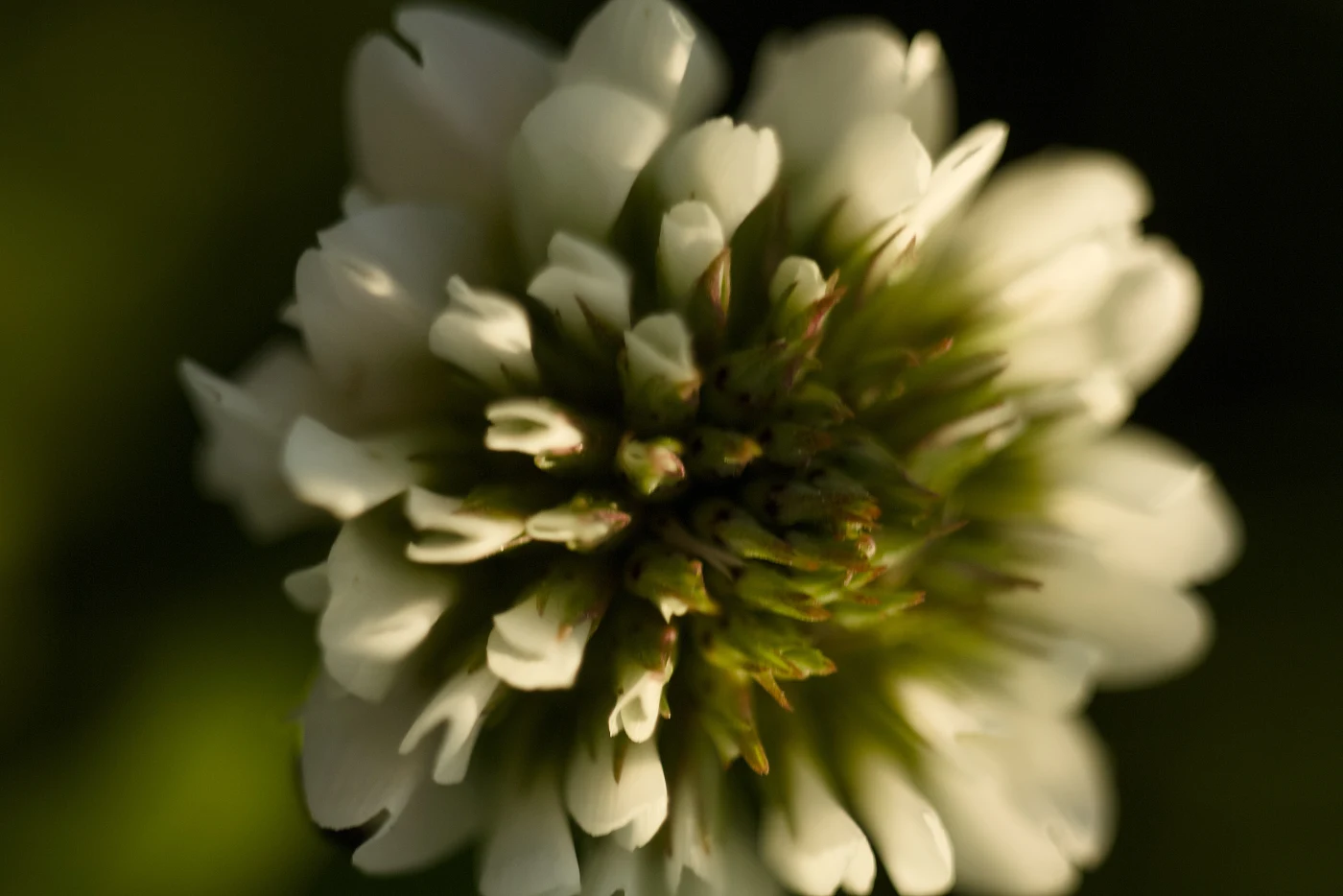 White clover with green leaves in the center, shot close-up.