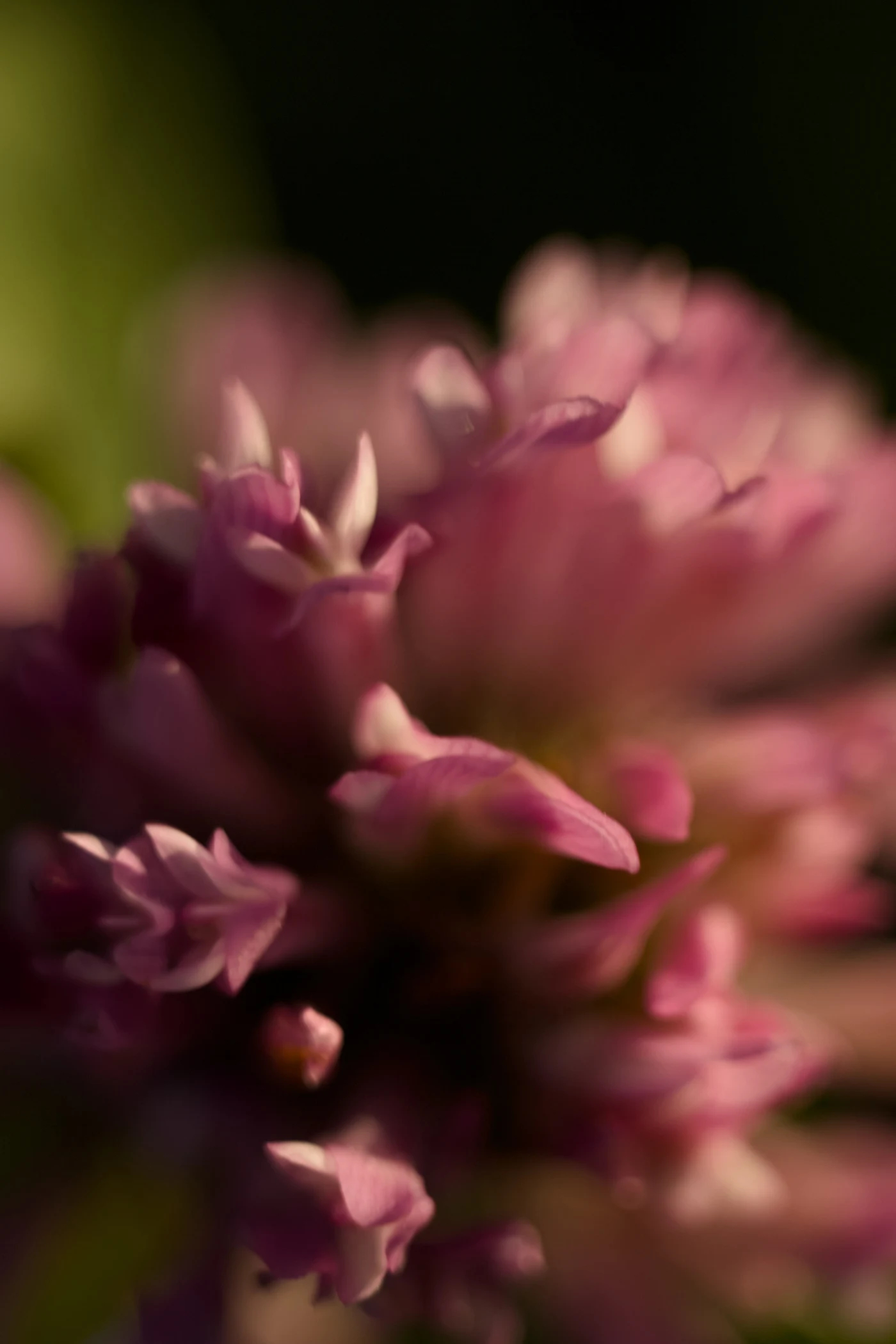 Soft pink flowers with blurred petals against greenery.