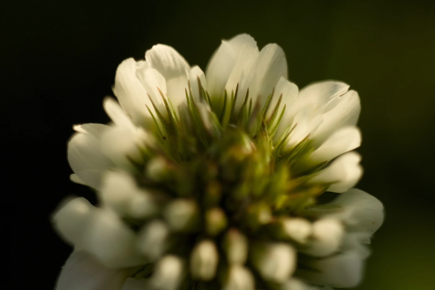 Macro shot of a white flower with green stamens against a dark background.