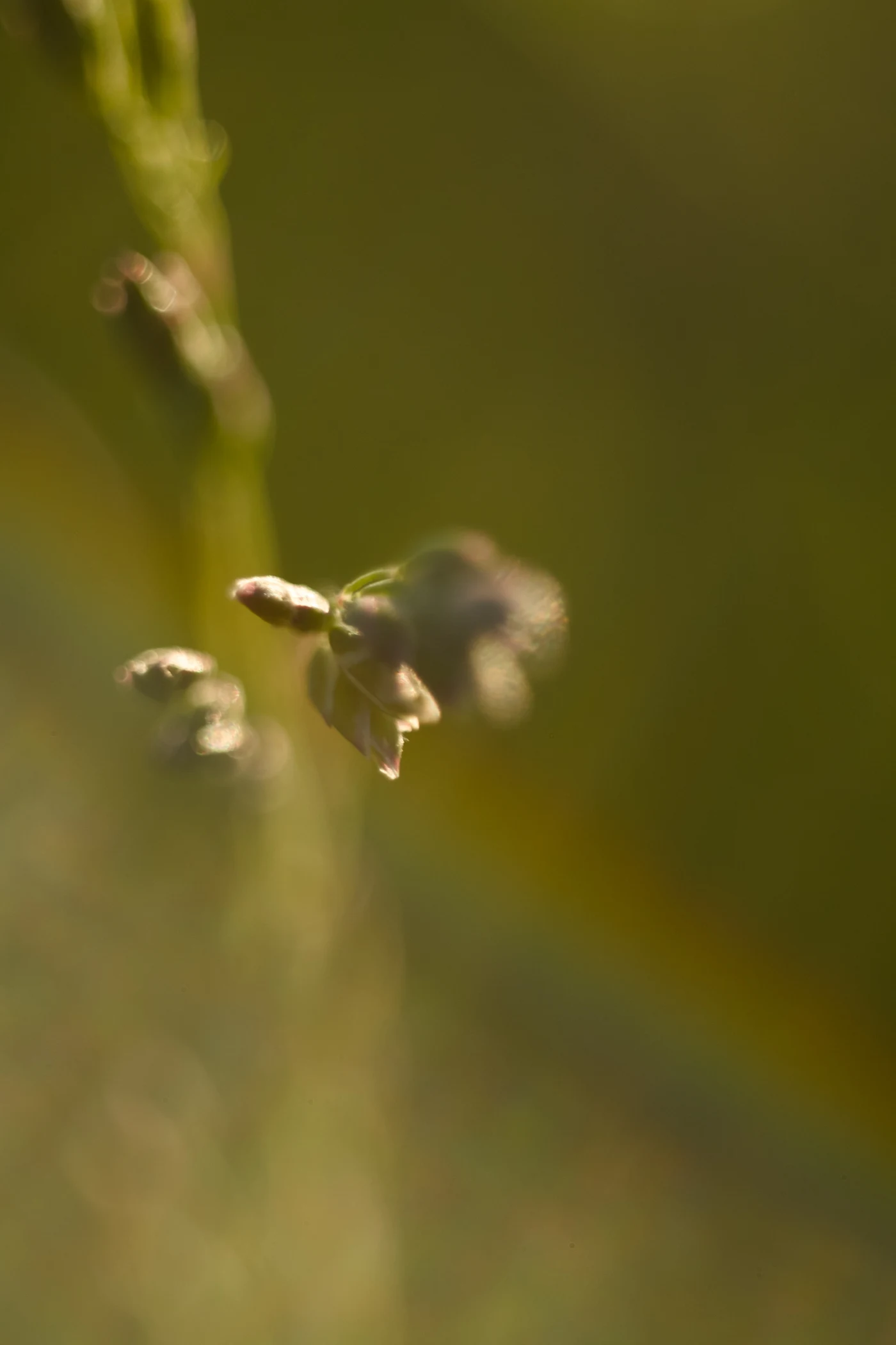 Blurred flowers against soft green light.