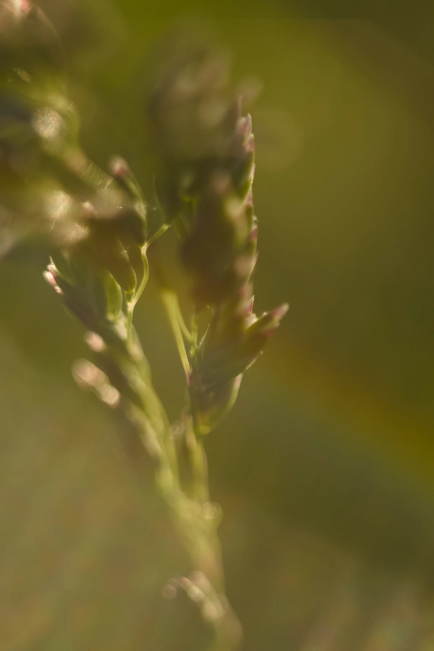 Blurred image of a flowering plant against soft green light.