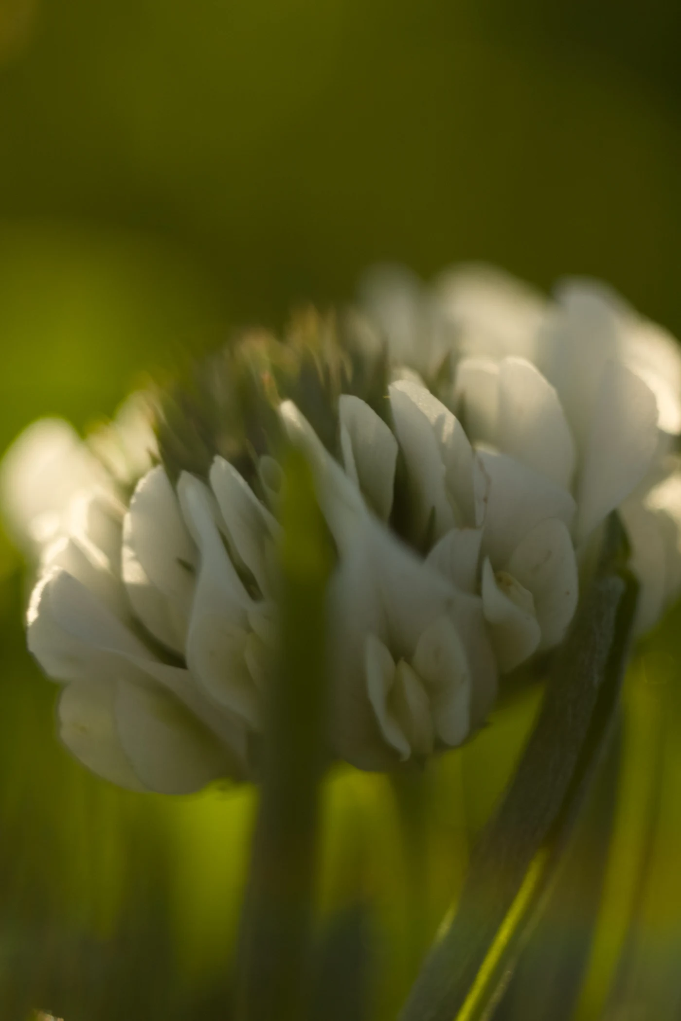 White clover against green grass; soft light creates a delicate atmosphere.