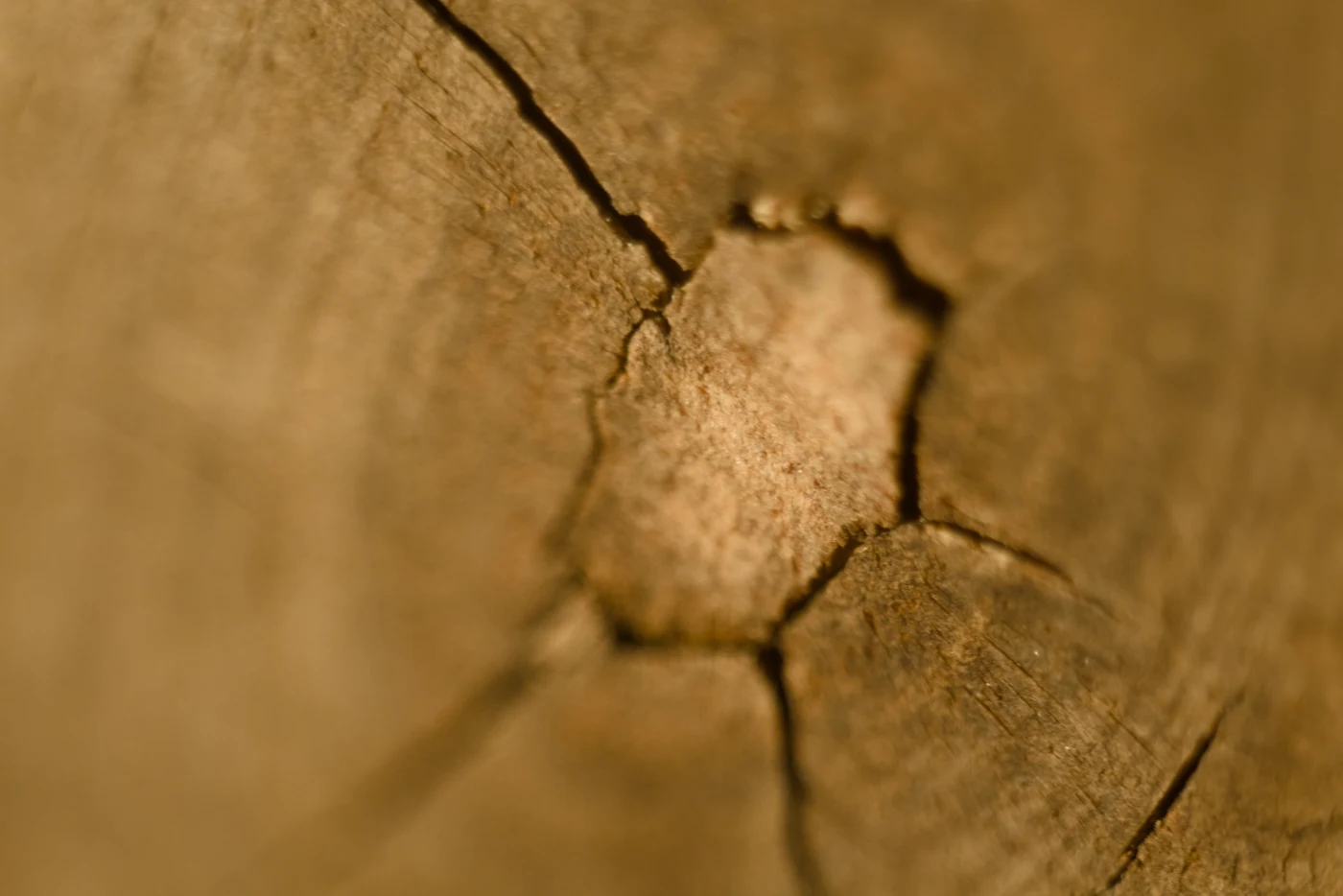 Tree texture with cracks and irregularities, warm brown tones.