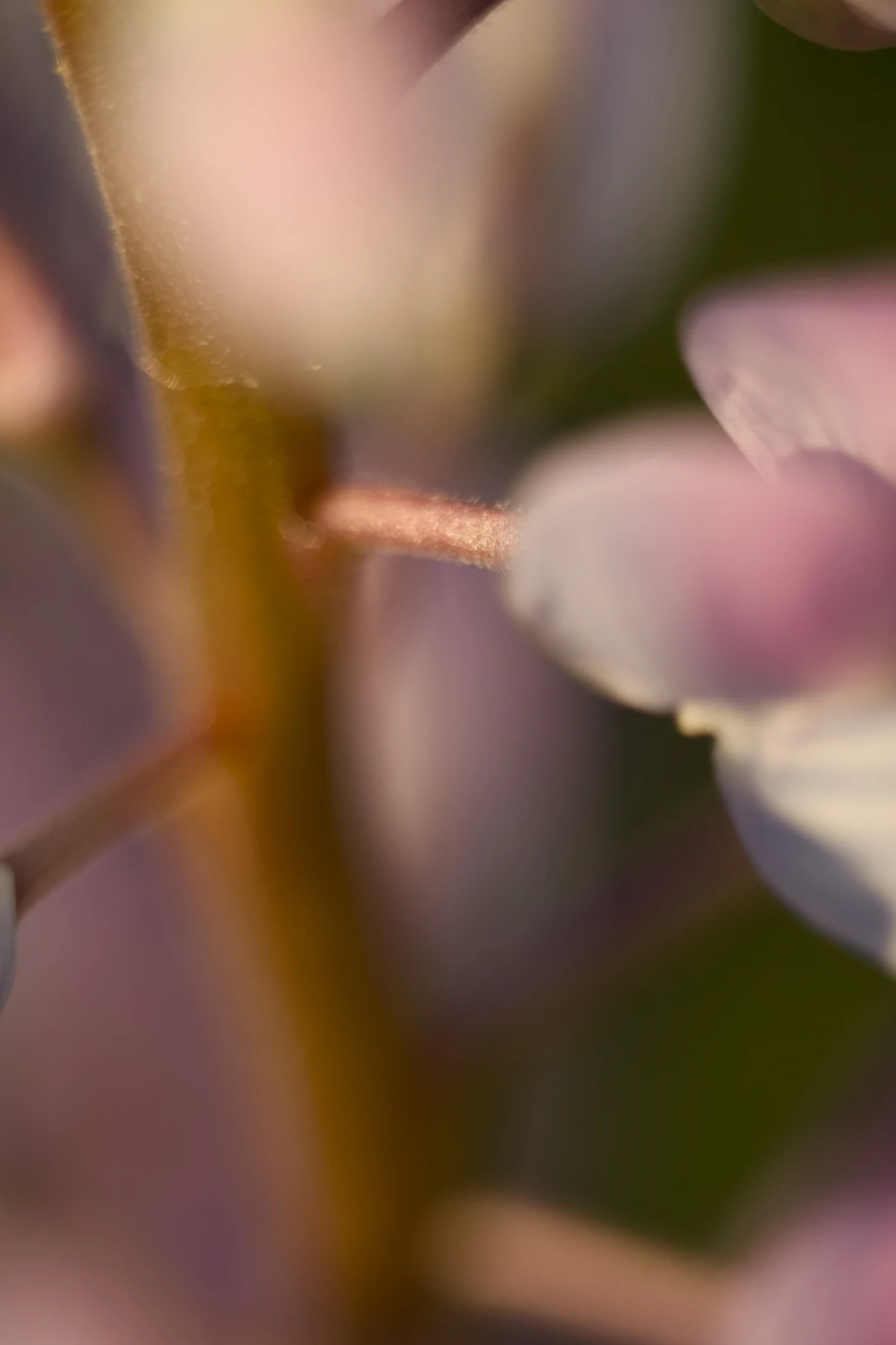 Blurred image of flowering plants with delicate petals and stems.