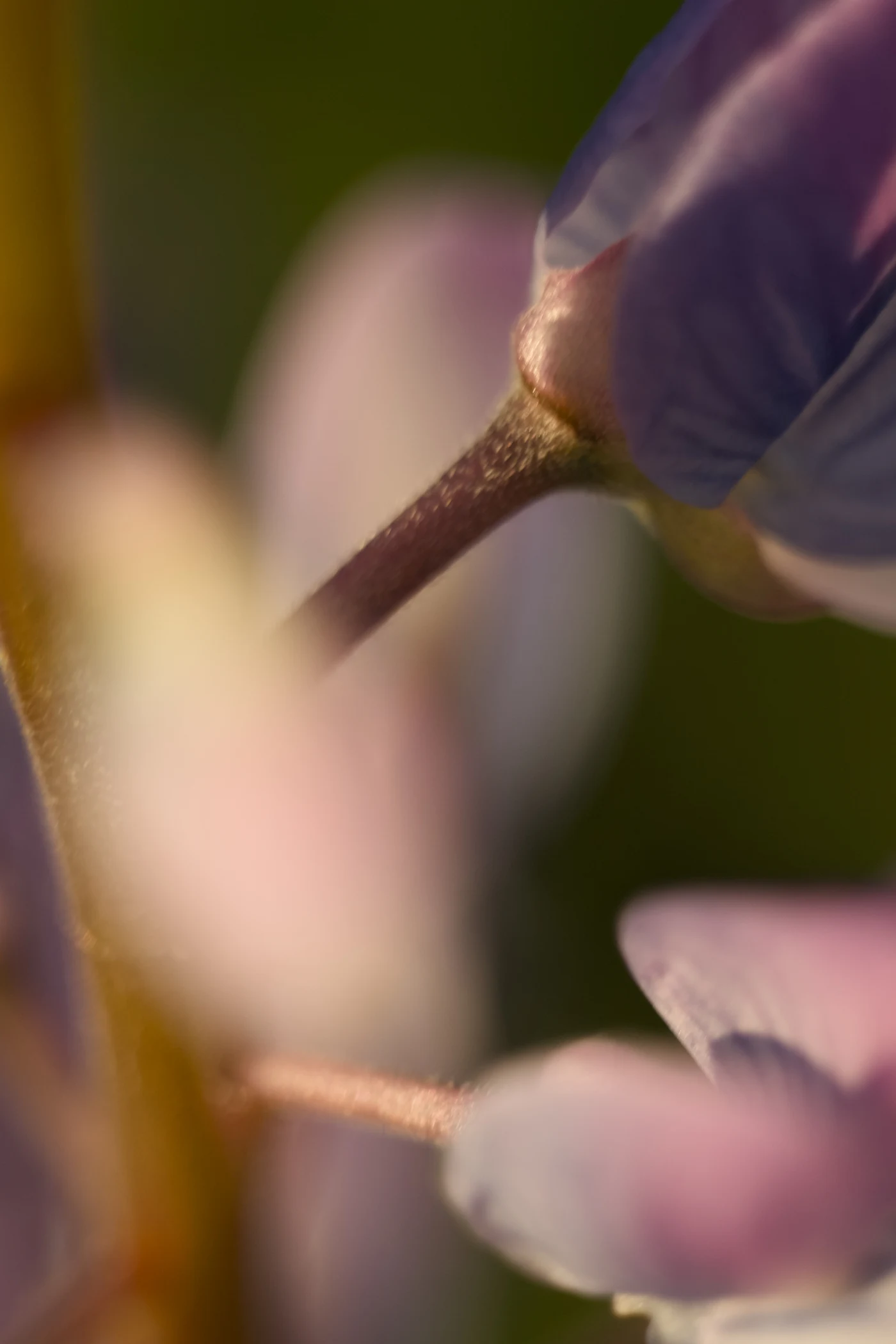 Delicate flowers with the focus on the stem, soft shades of violet and pink.