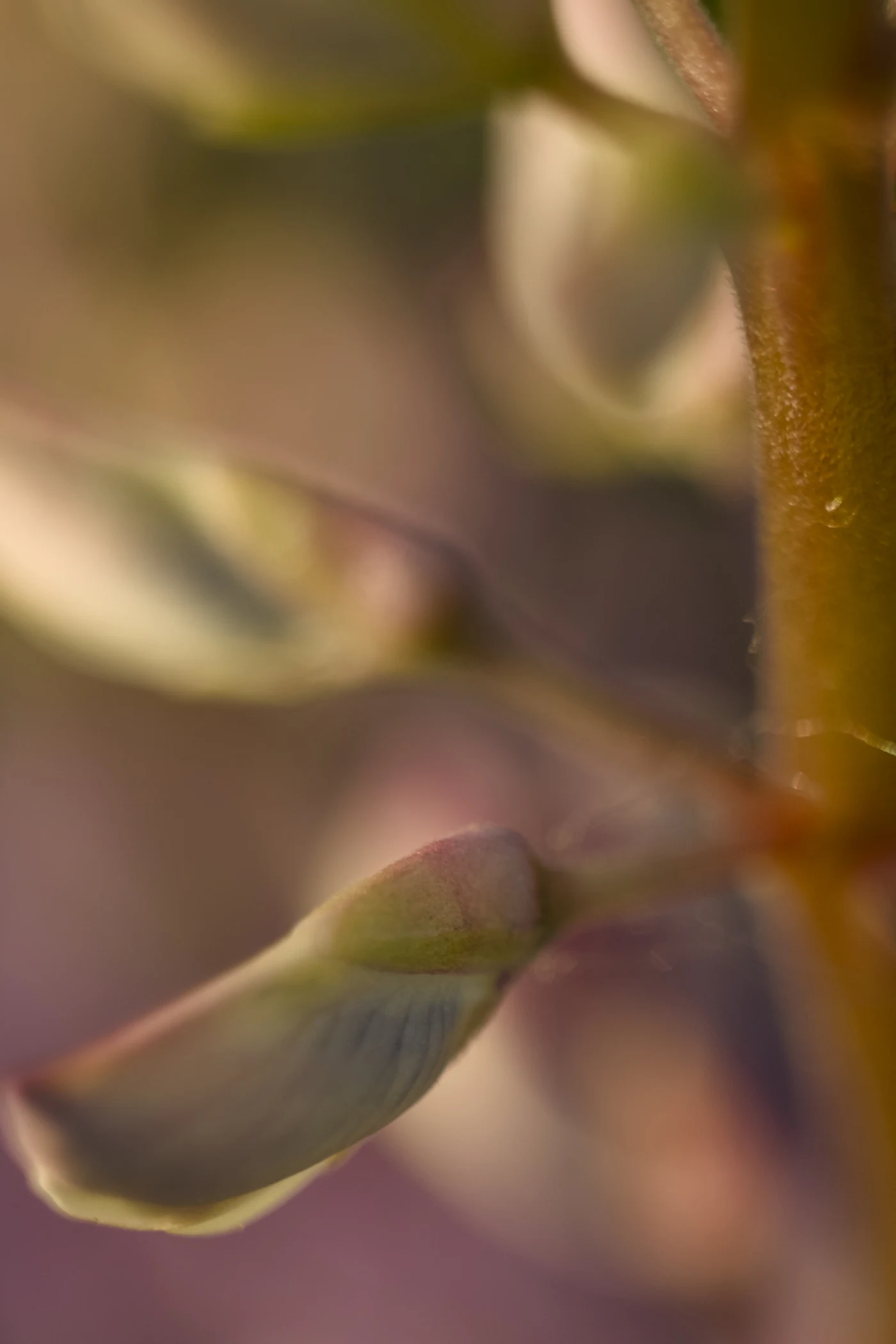 Macro shot of plant shoots with delicate leaves against a blurred background.